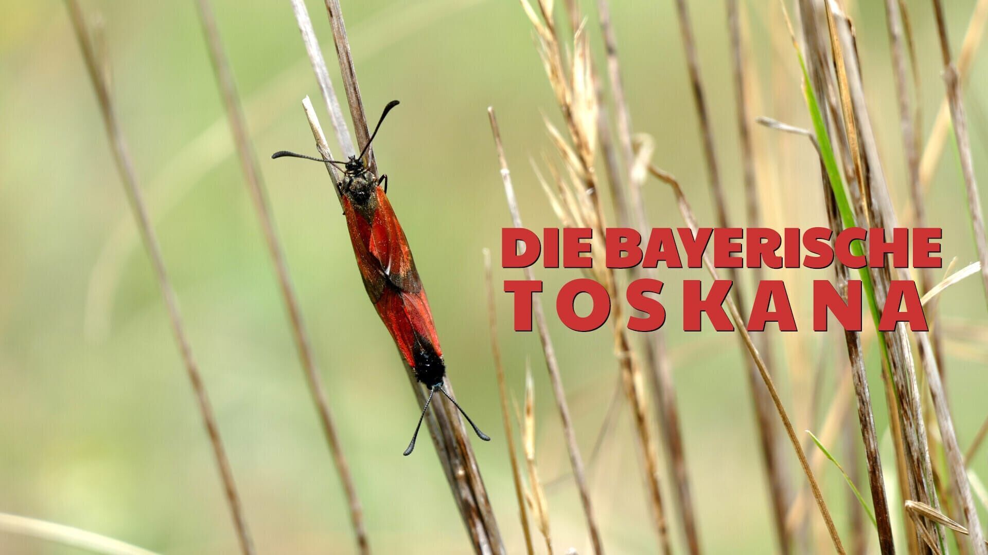 Die bayerische Toskana