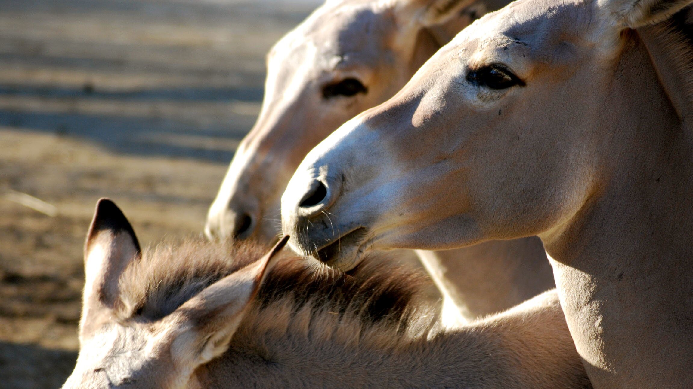 Eisbär, Affe & Co.