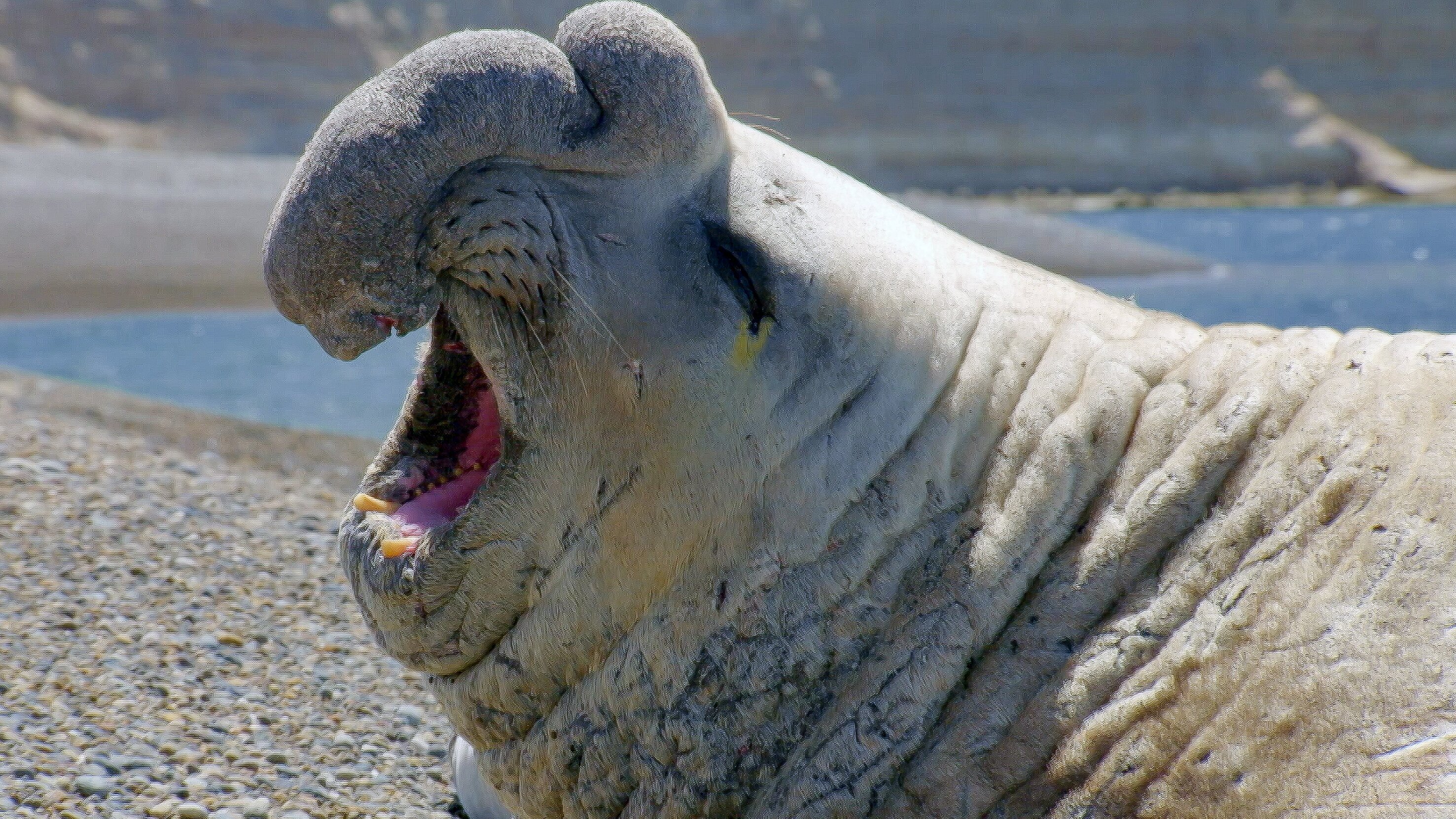 Die Sprache der Tiere