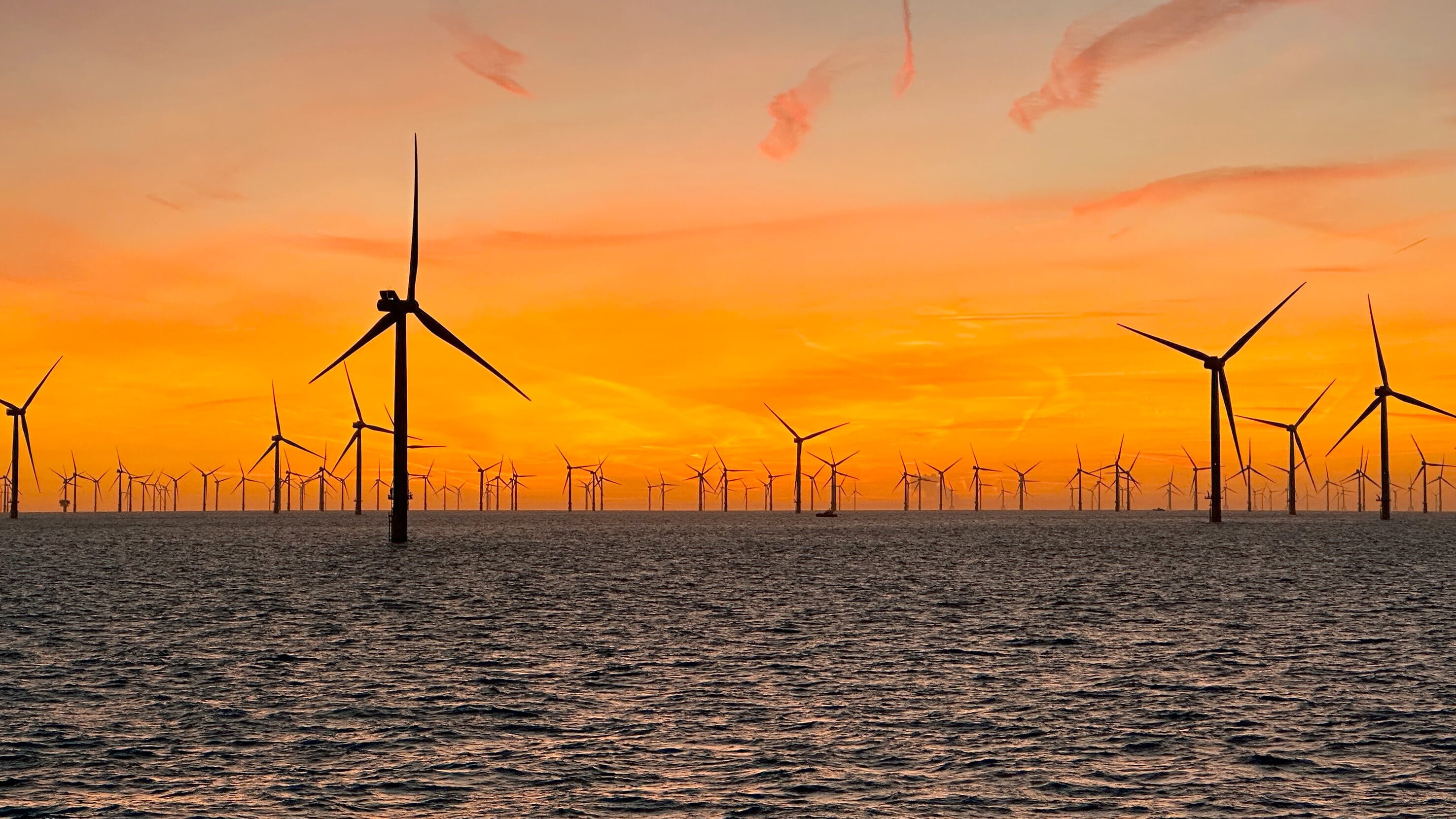 Windparks im Meer – Chance oder Risiko für die Natur?