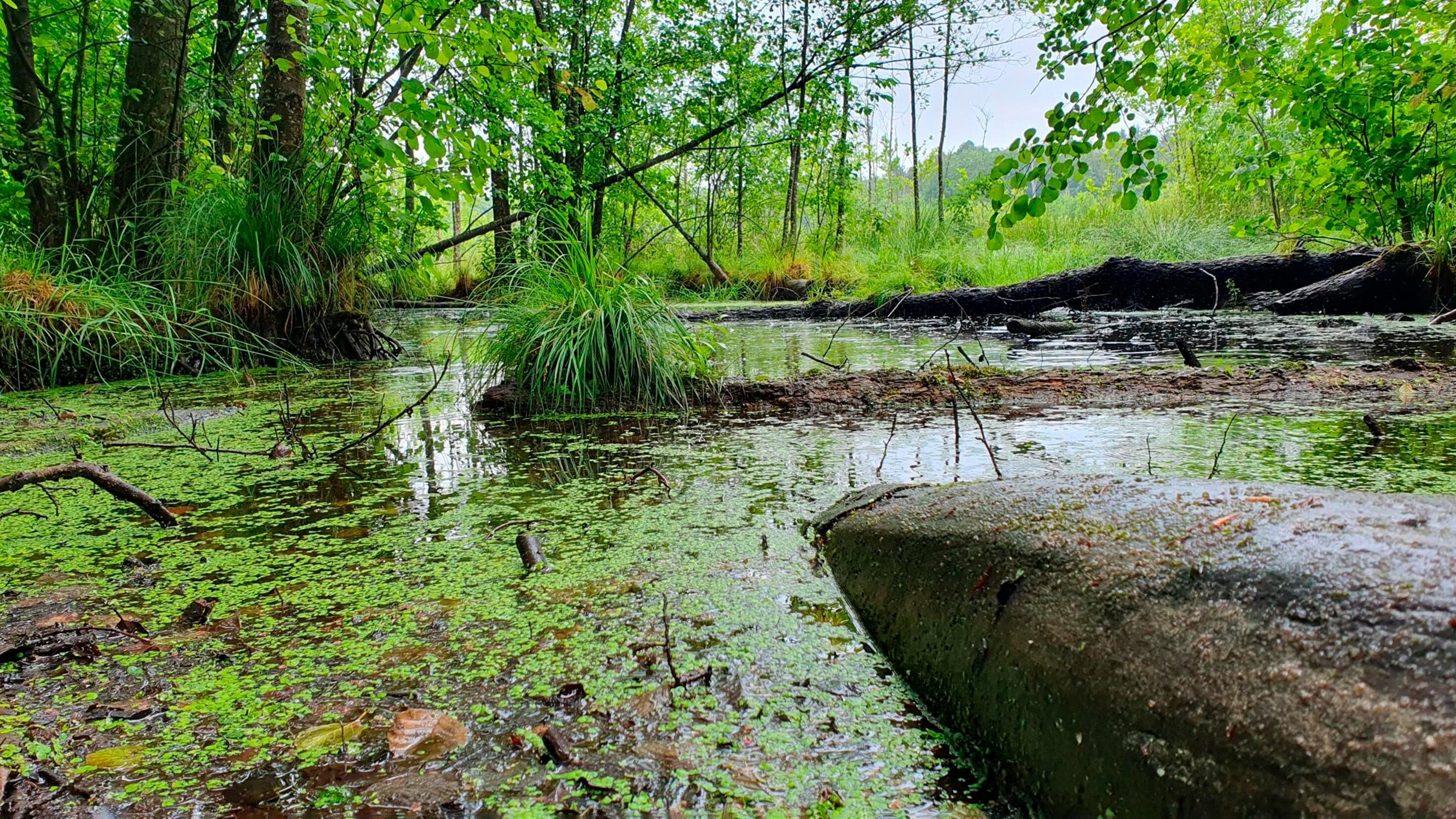 Das Moor Dilemma – Zwischen Kühen und Klimaschutz