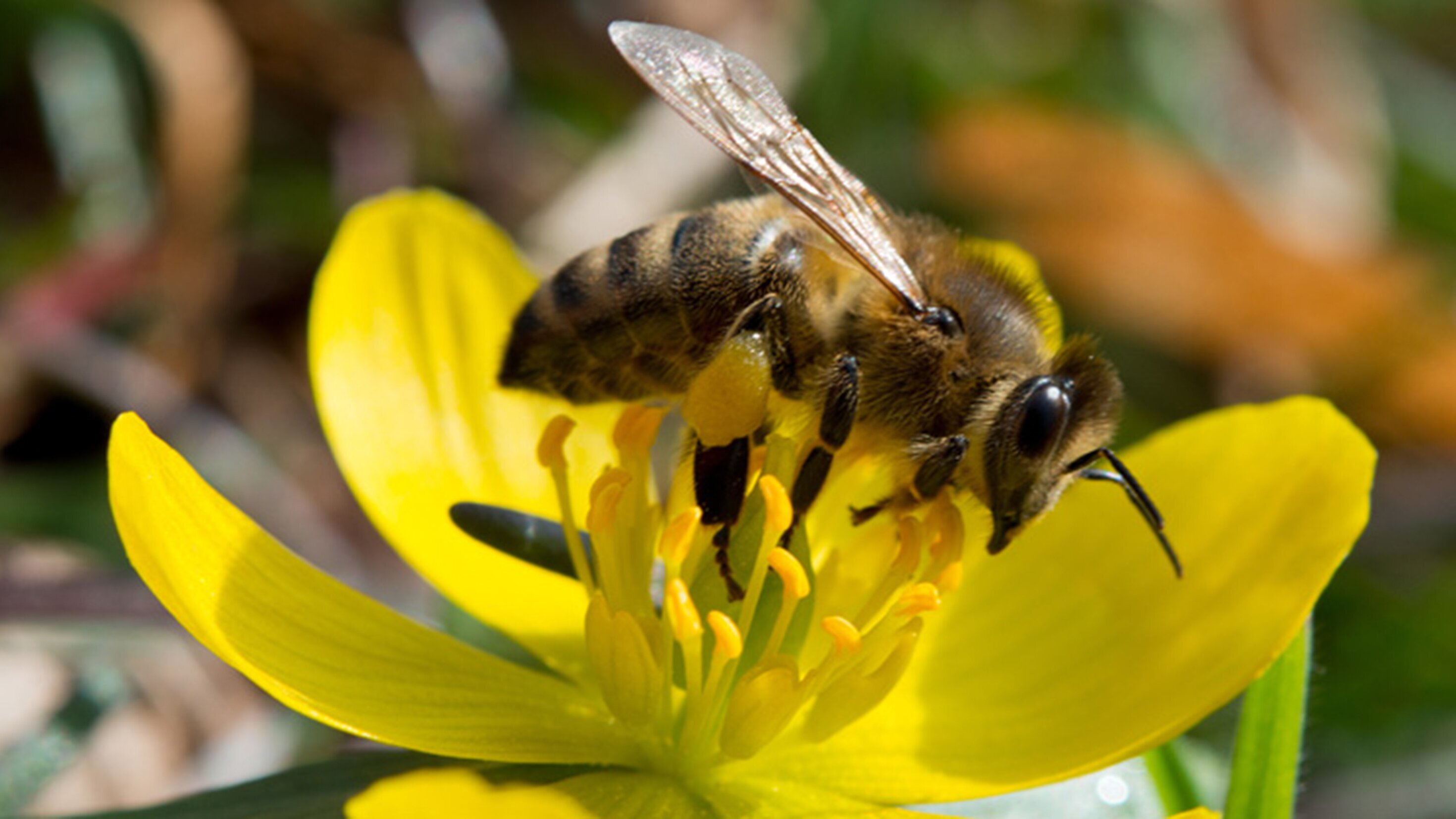 Mit Herz und Seele für die Bienen