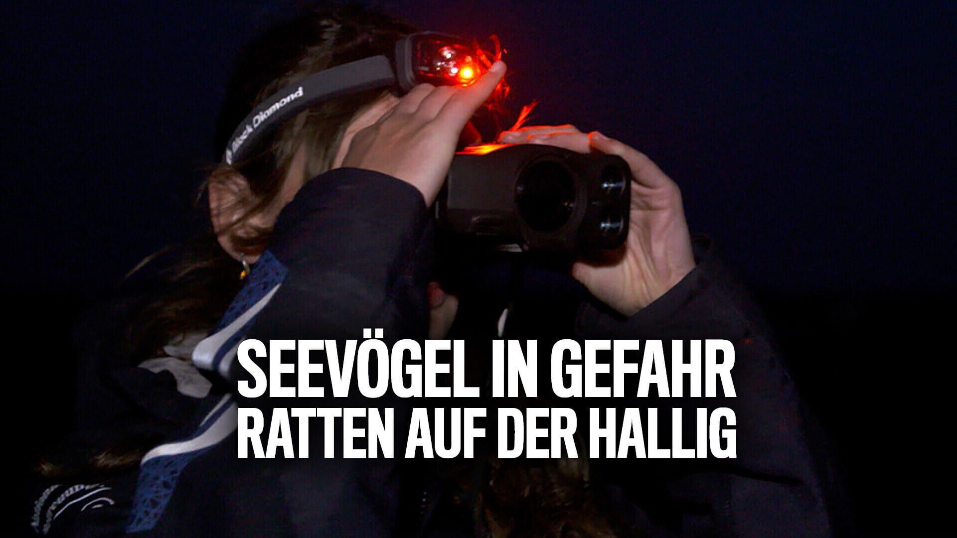 Seevögel in Gefahr– Ratten auf der Hallig