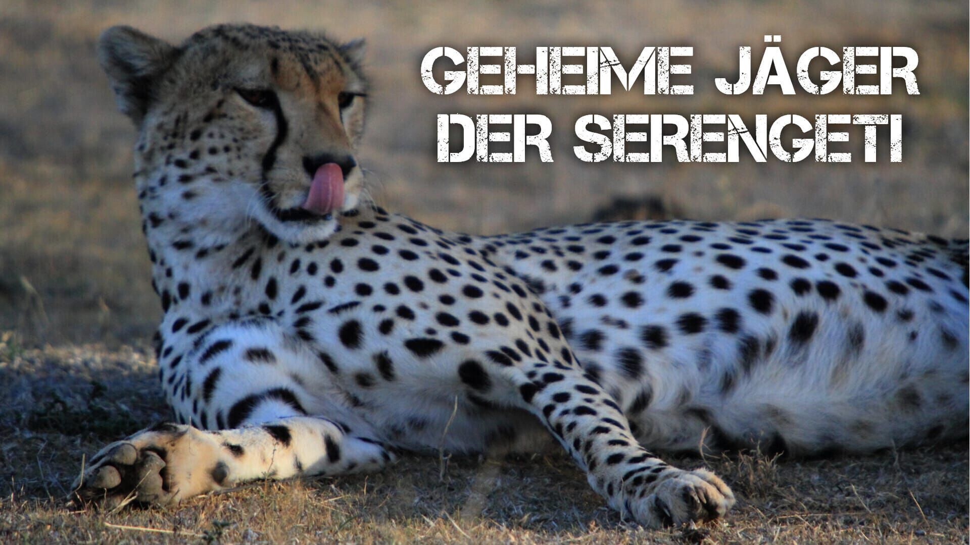 Geheime Jäger der Serengeti