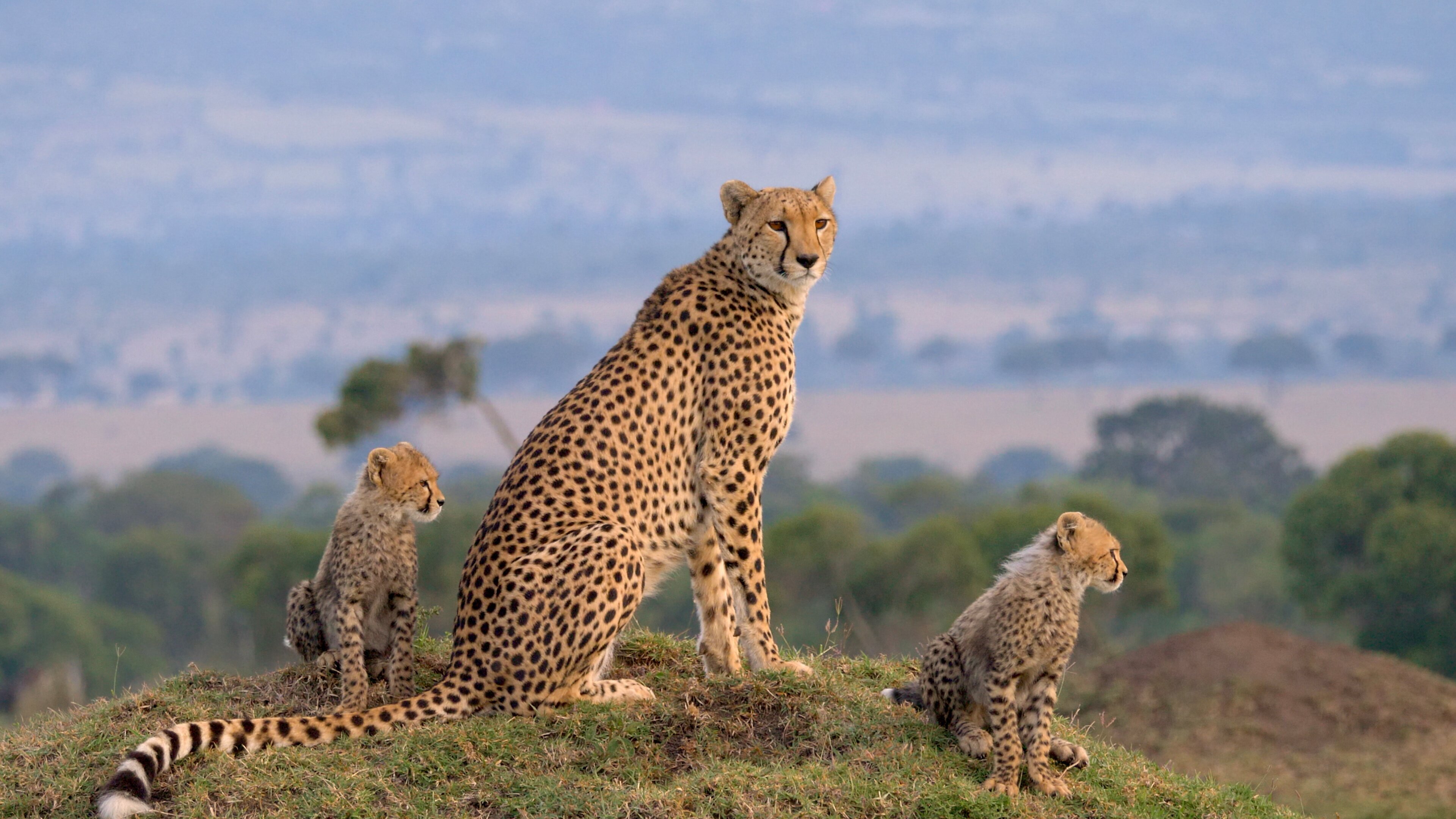 Die Großkatzen der Masai Mara