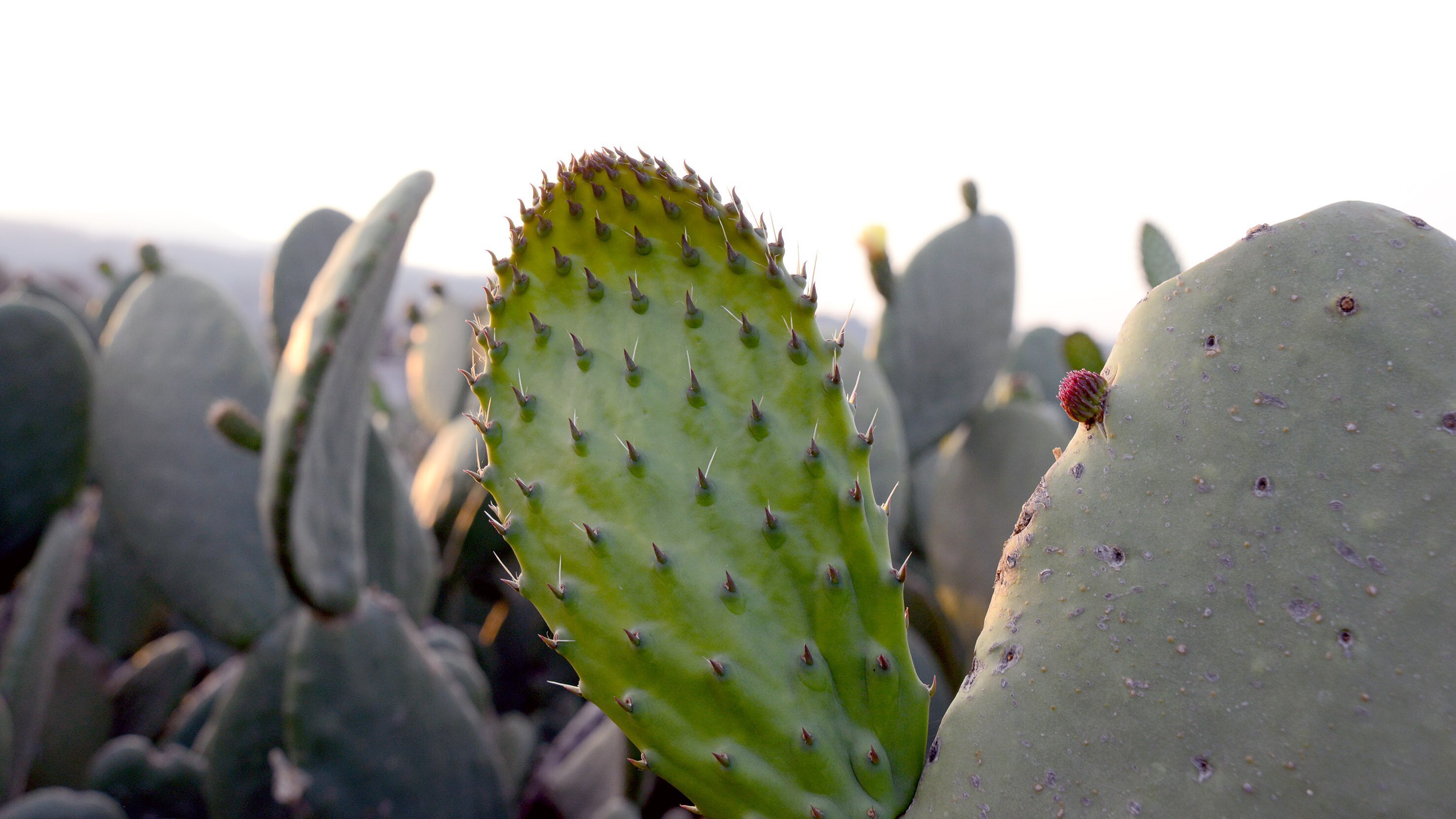 Nopal, der Alleskönner aus Mexiko