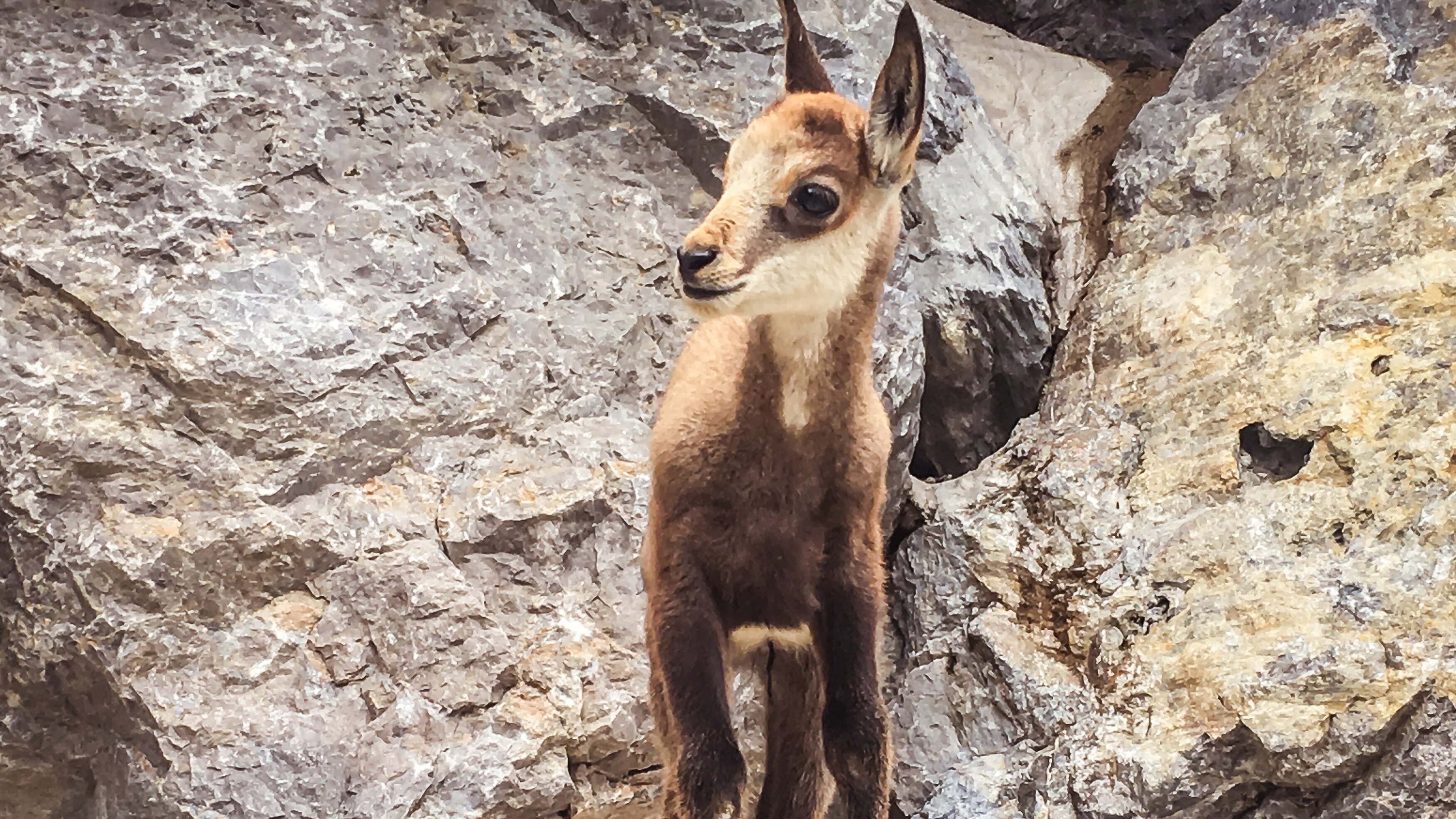 Anna und die wilden Tiere