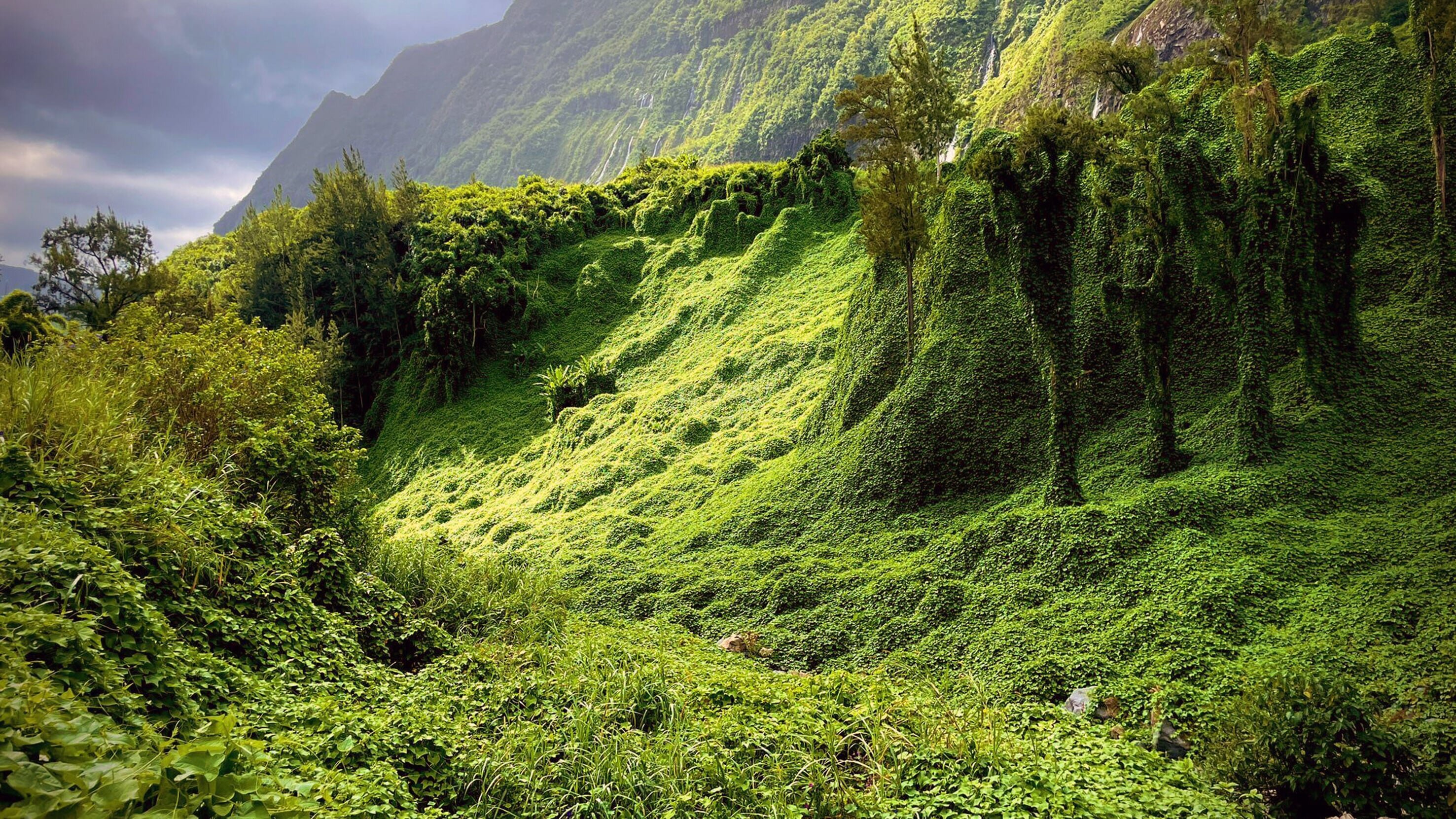 La Réunion: Die Wiederbelebung der kreolischen Gärten