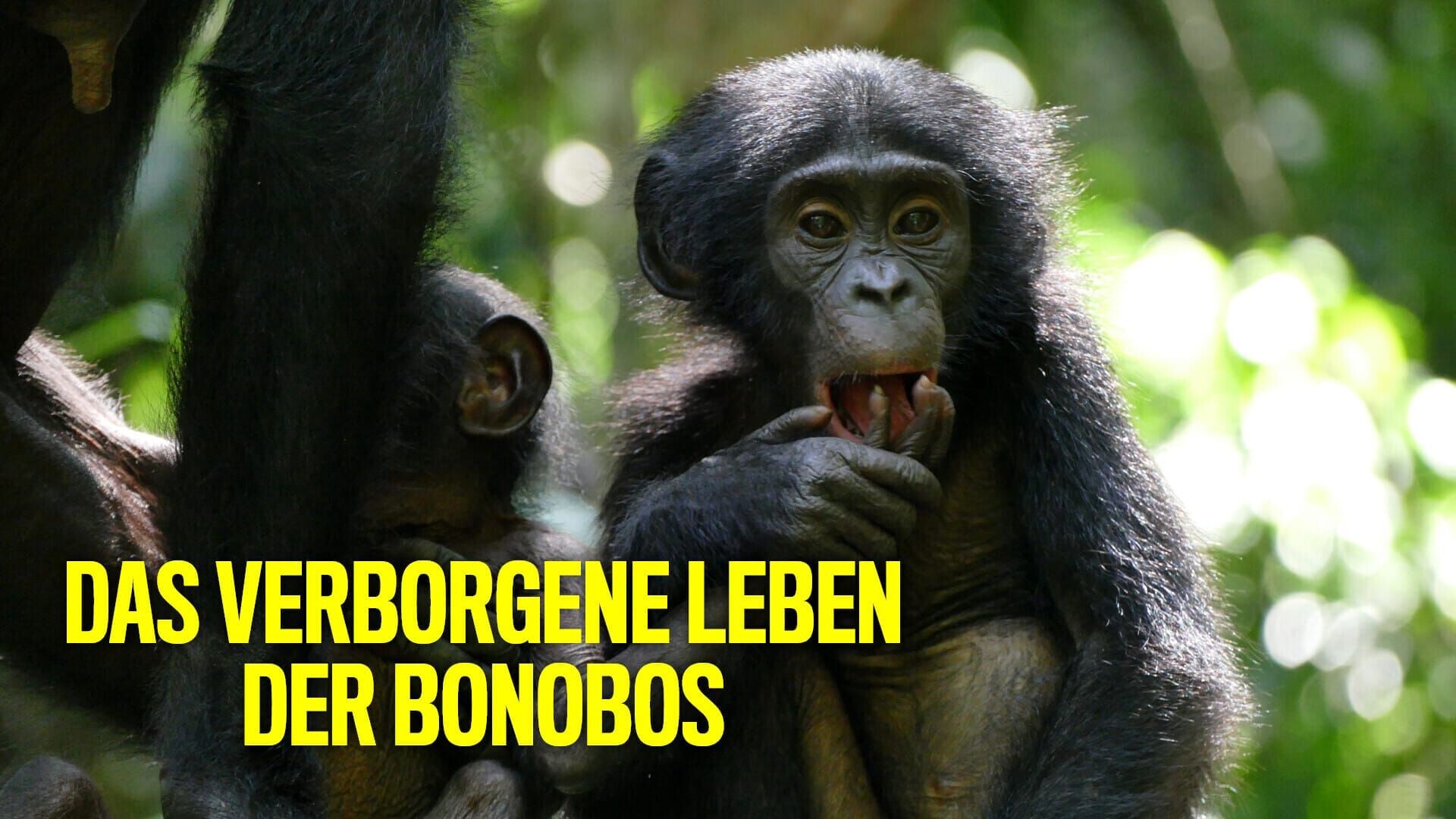 Das verborgene Leben der Bonobos