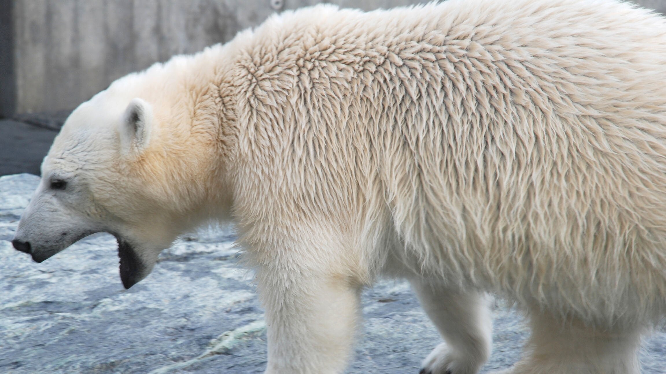 Eisbär, Affe & Co.