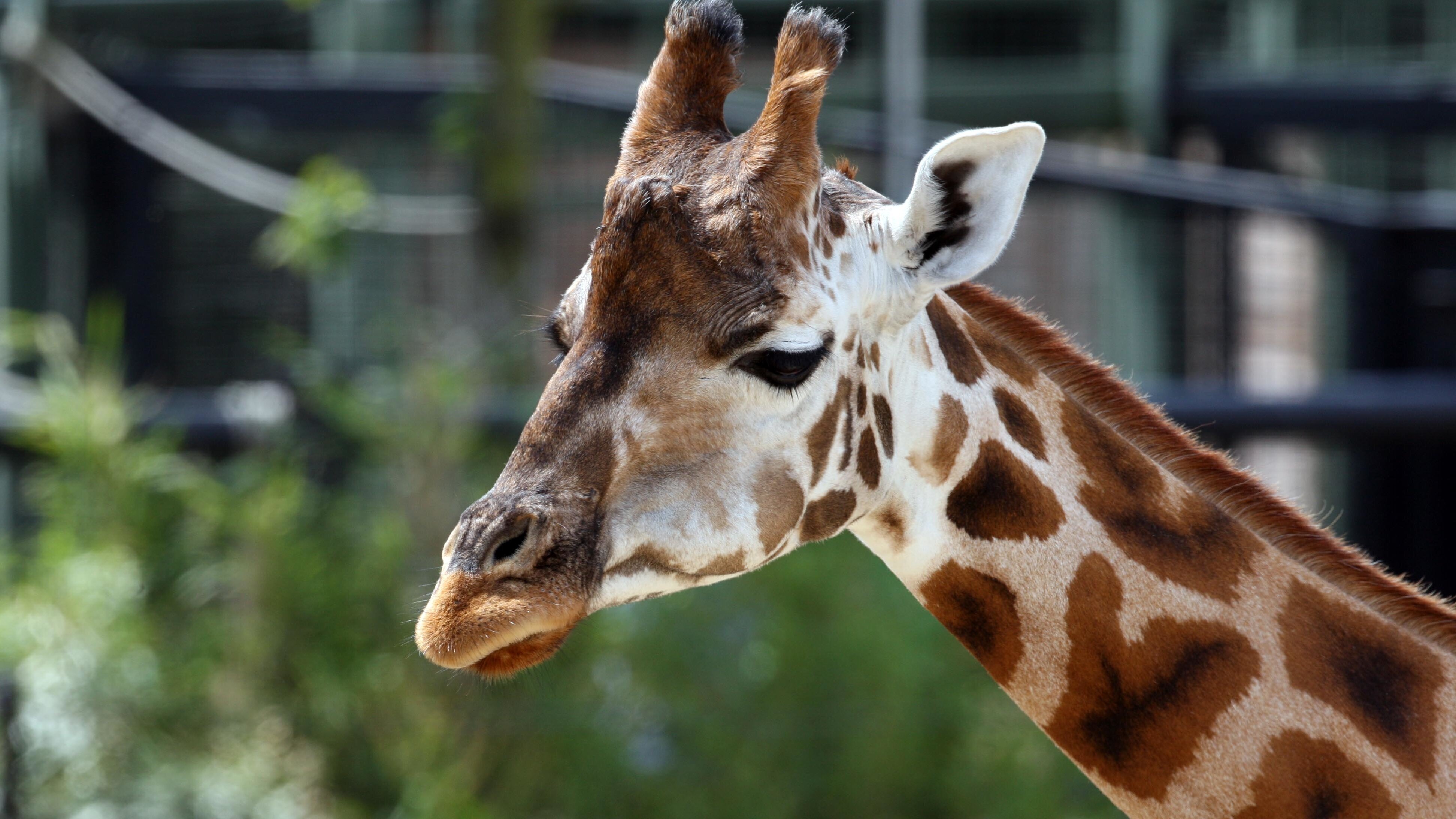 Bronx Zoo – Tierpark der Superlative