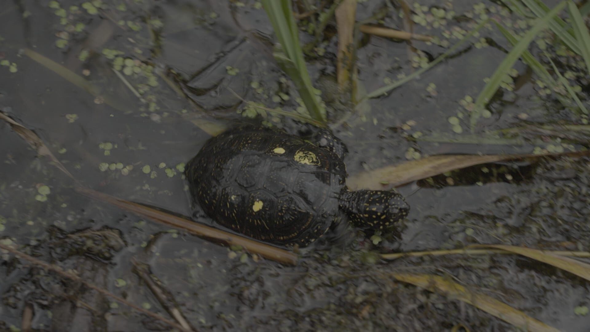 Sumpfschildkröte oder Kartoffel? – Der Kampf um Feuchtgebiete