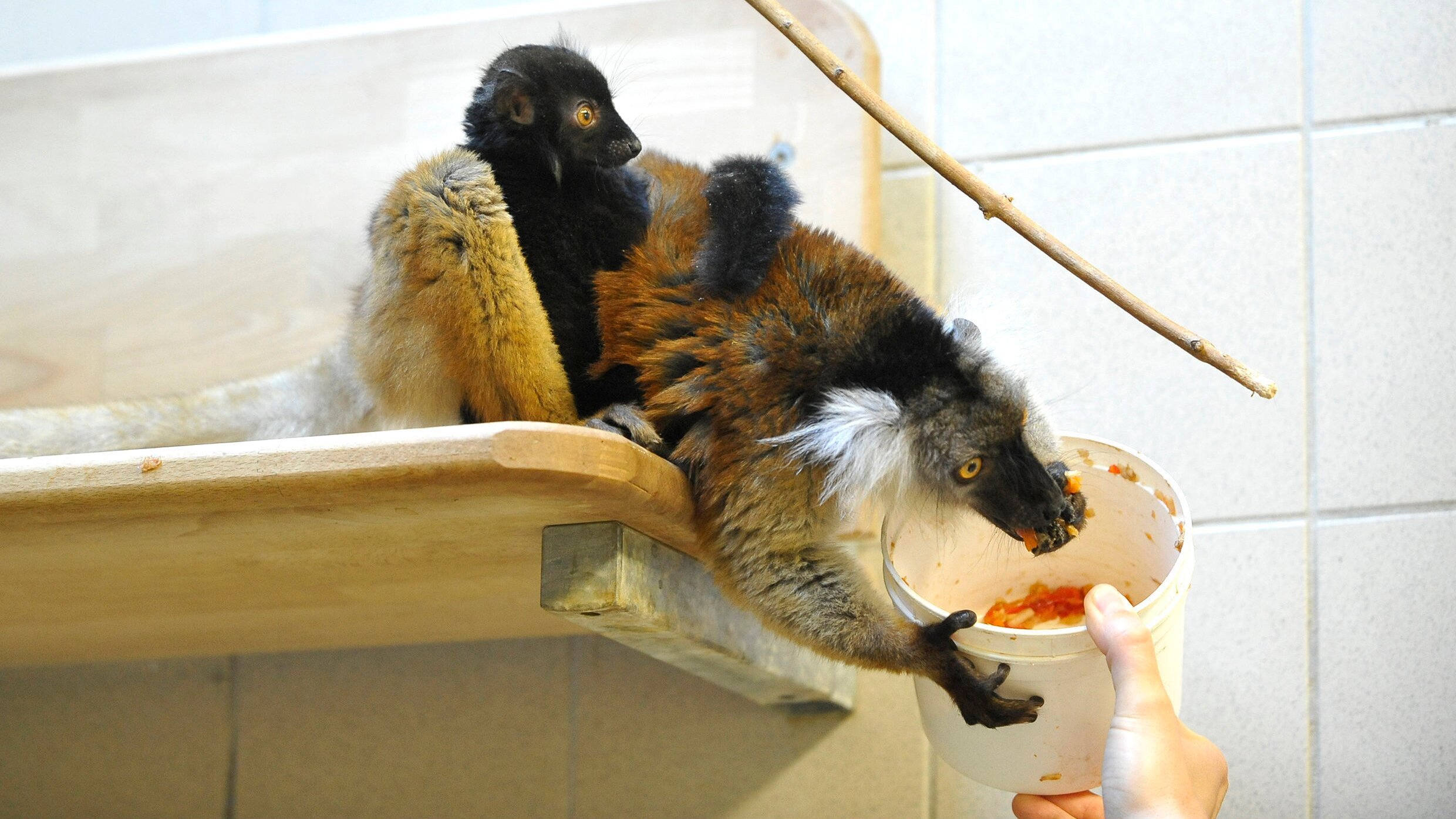 Panda, Gorilla & Co.