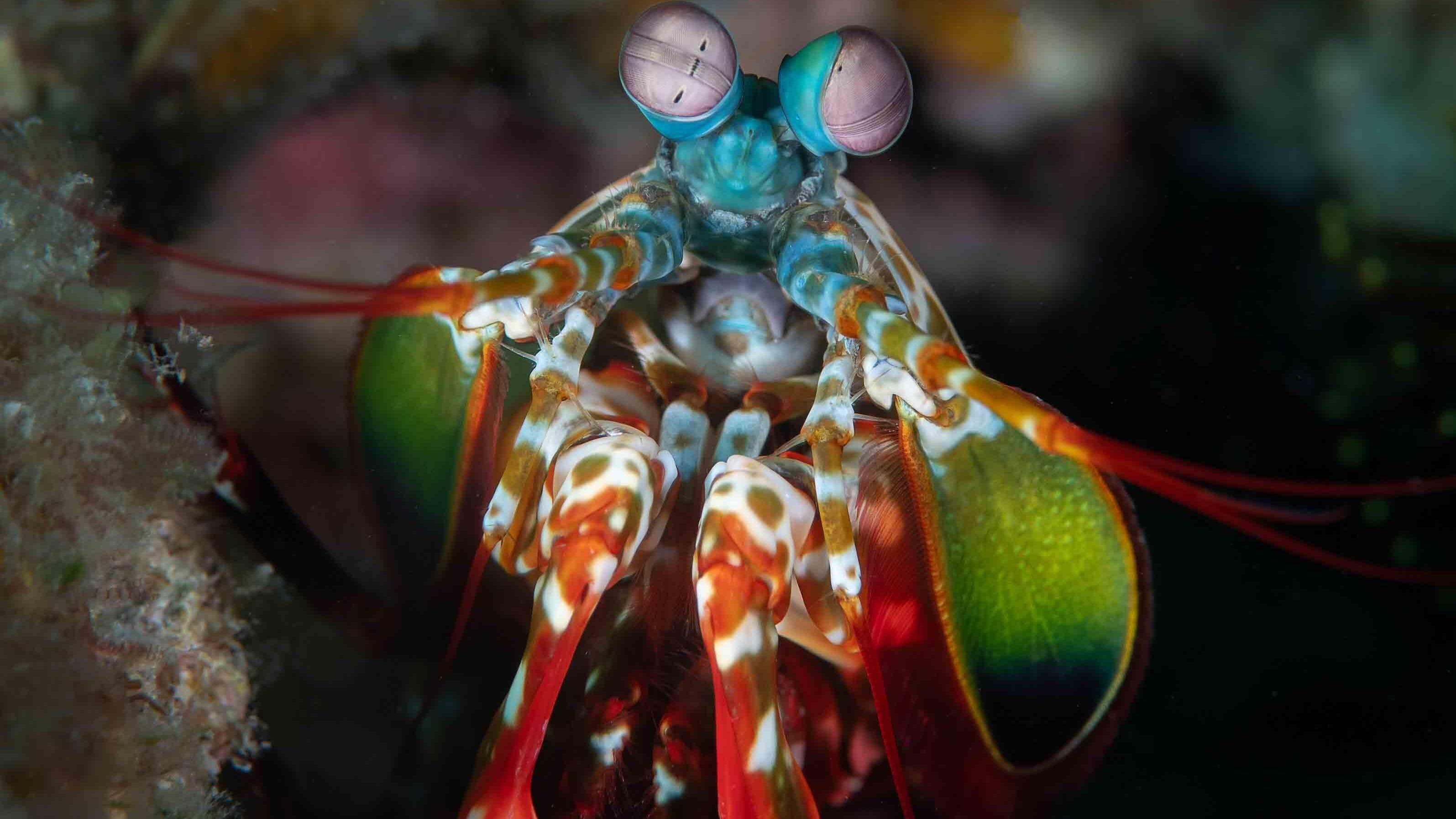 Die schlausten Tiere der Welt mit Martin Rütter und Dirk Steffens