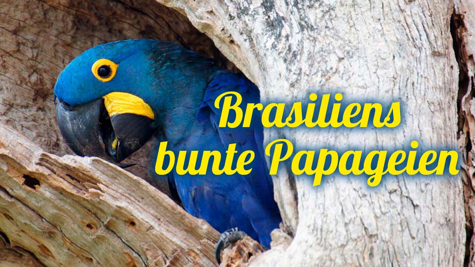 Brasiliens bunte Papageien