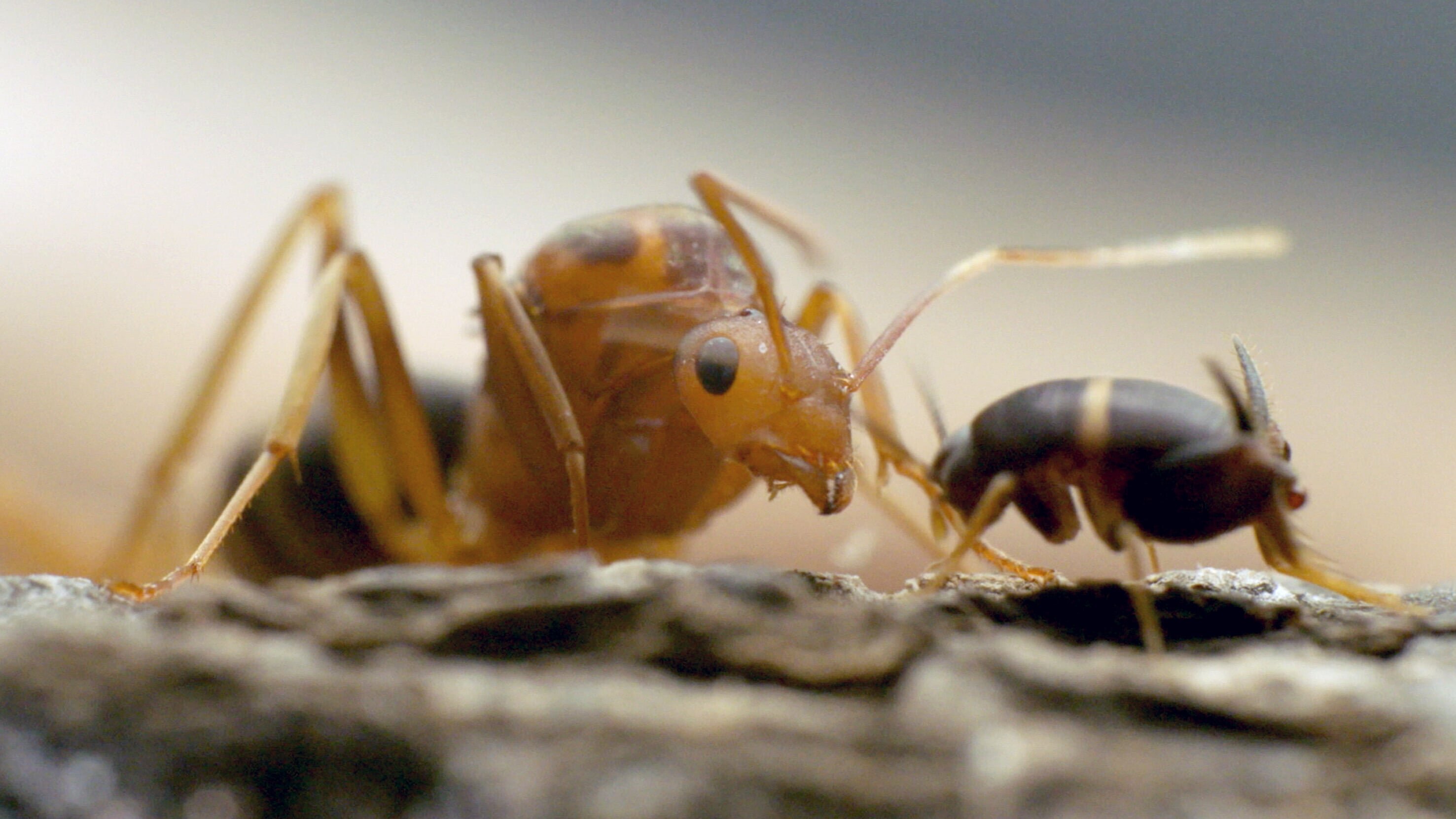 Insekten – Die Meister der Anpassung