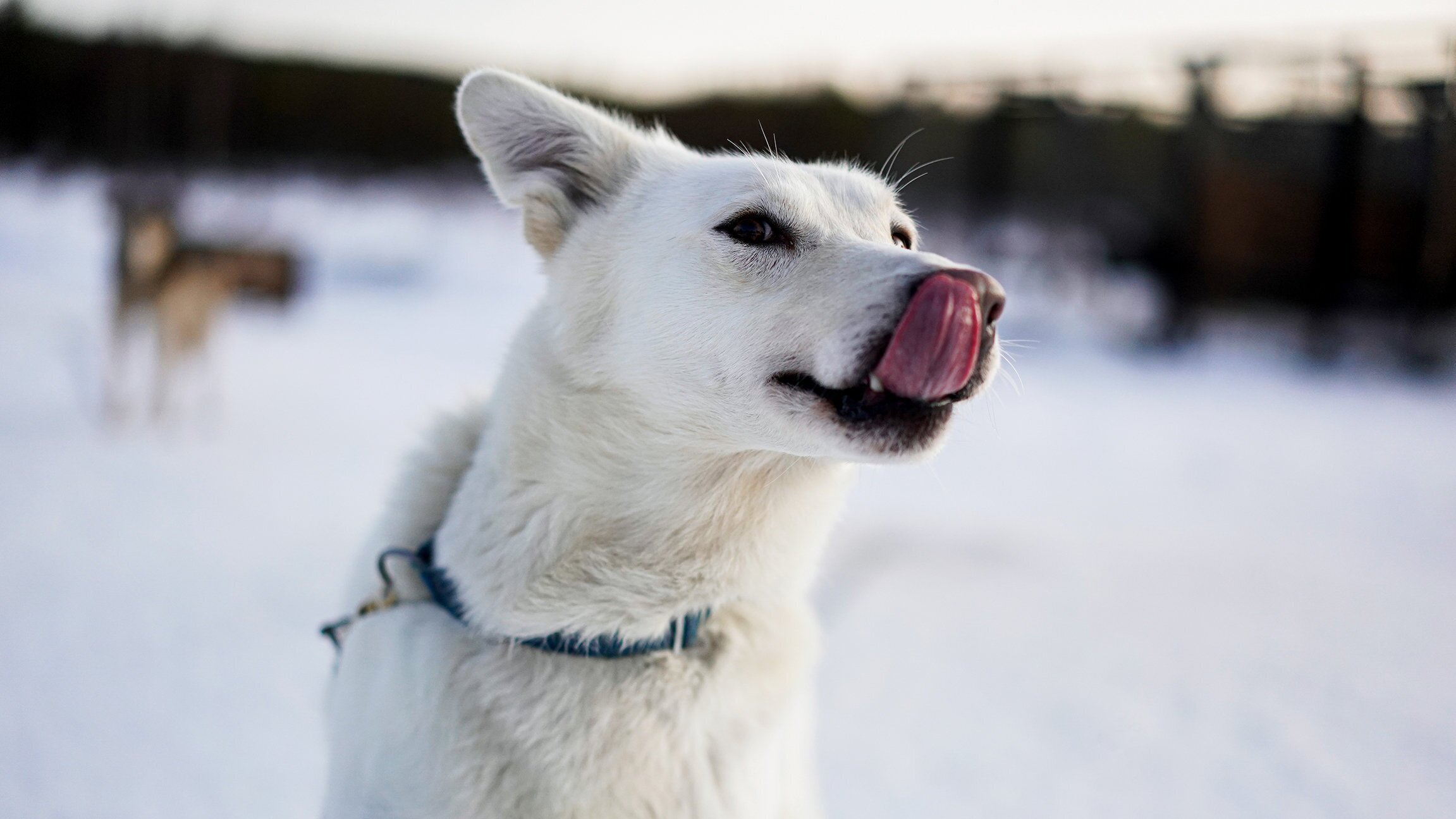 Abenteuer Lappland