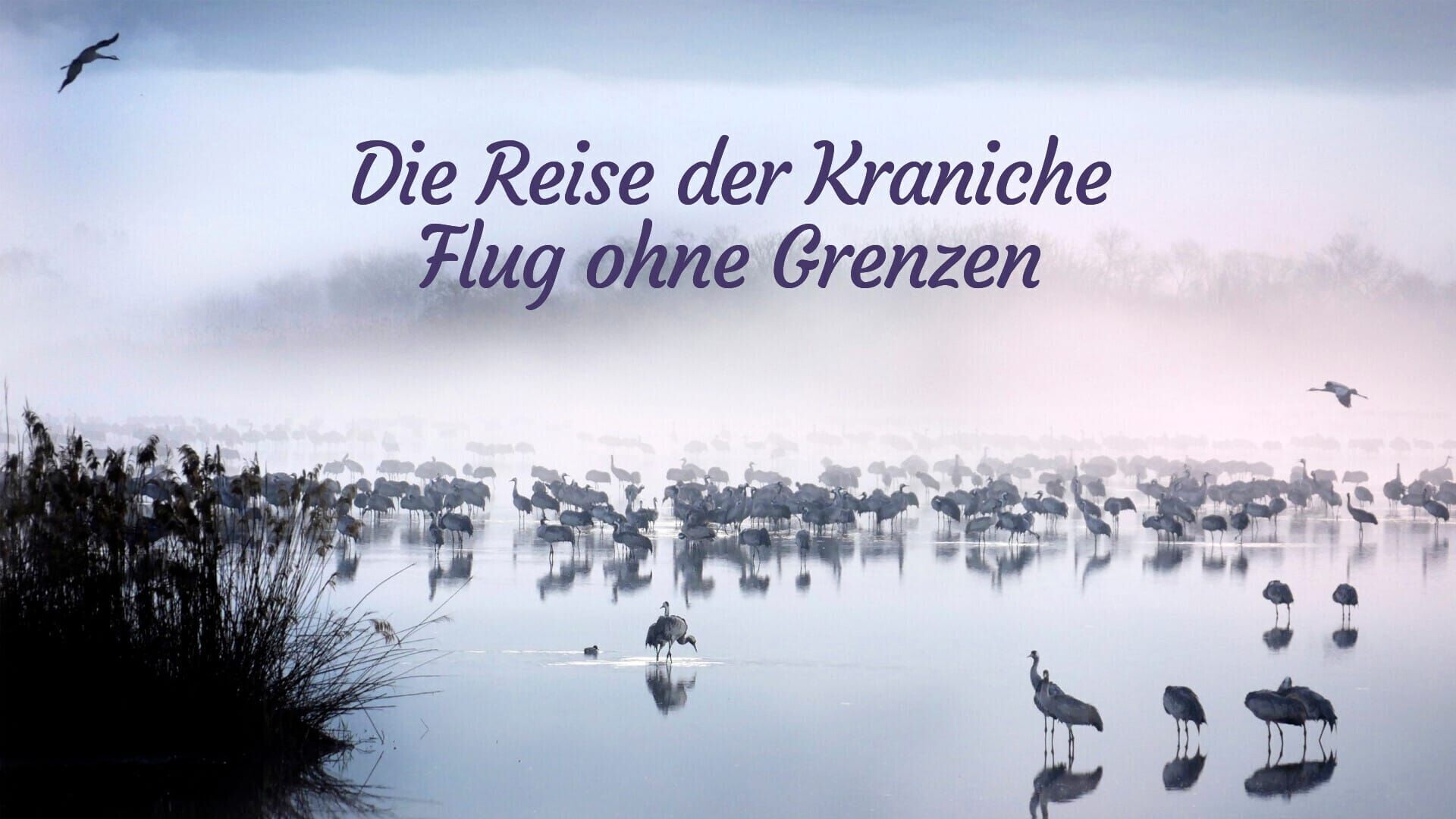 Die Reise der Kraniche – Flug ohne Grenzen