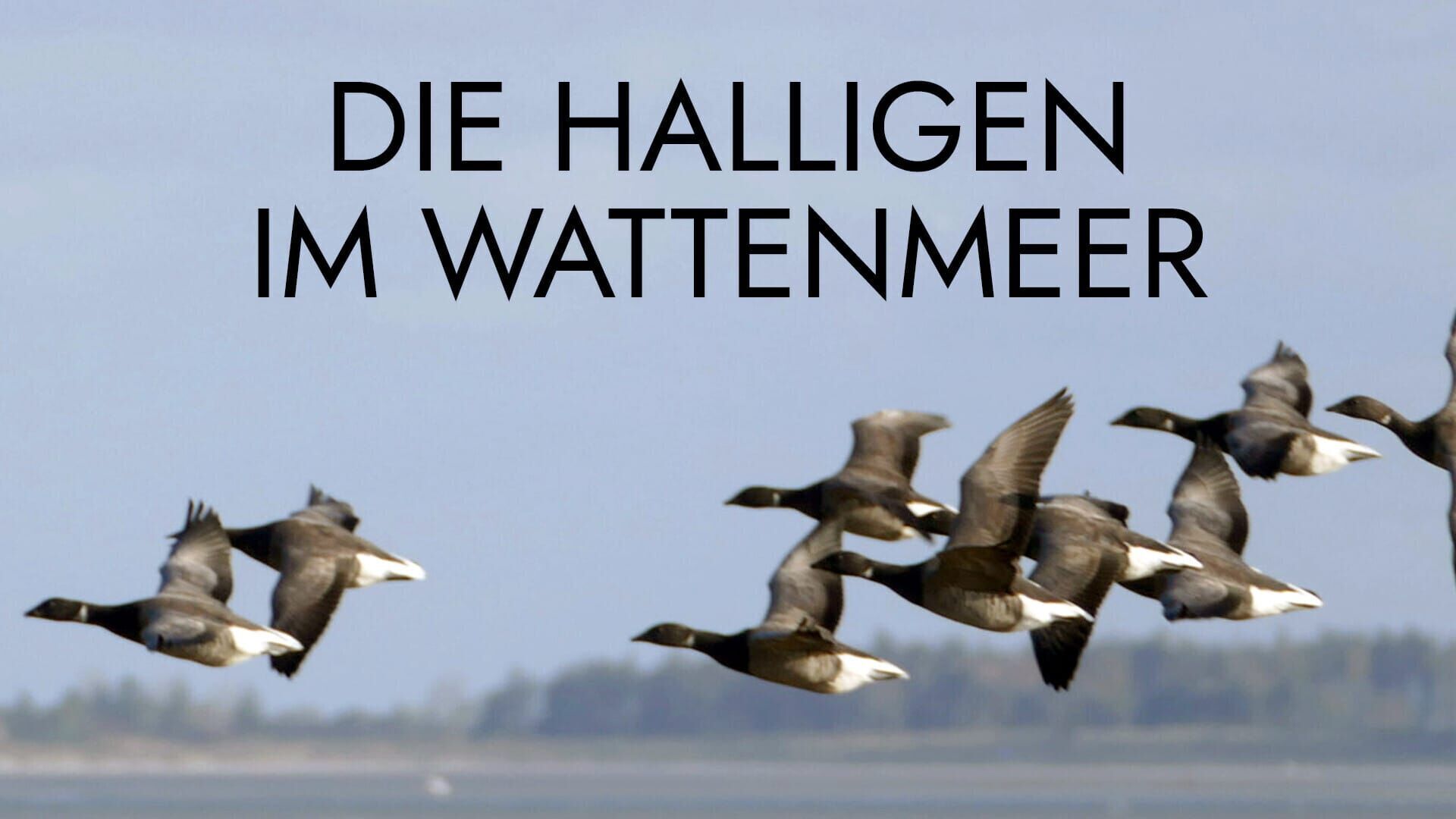 Die Halligen im Wattenmeer