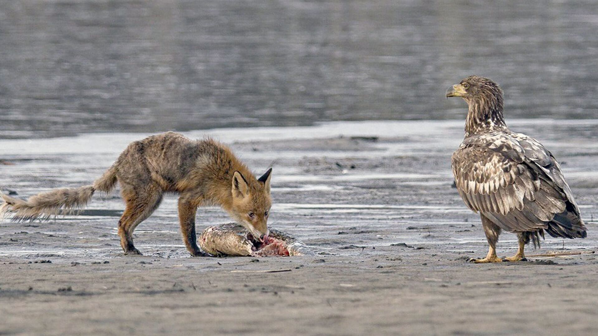 Die geheime Welt der Tiere