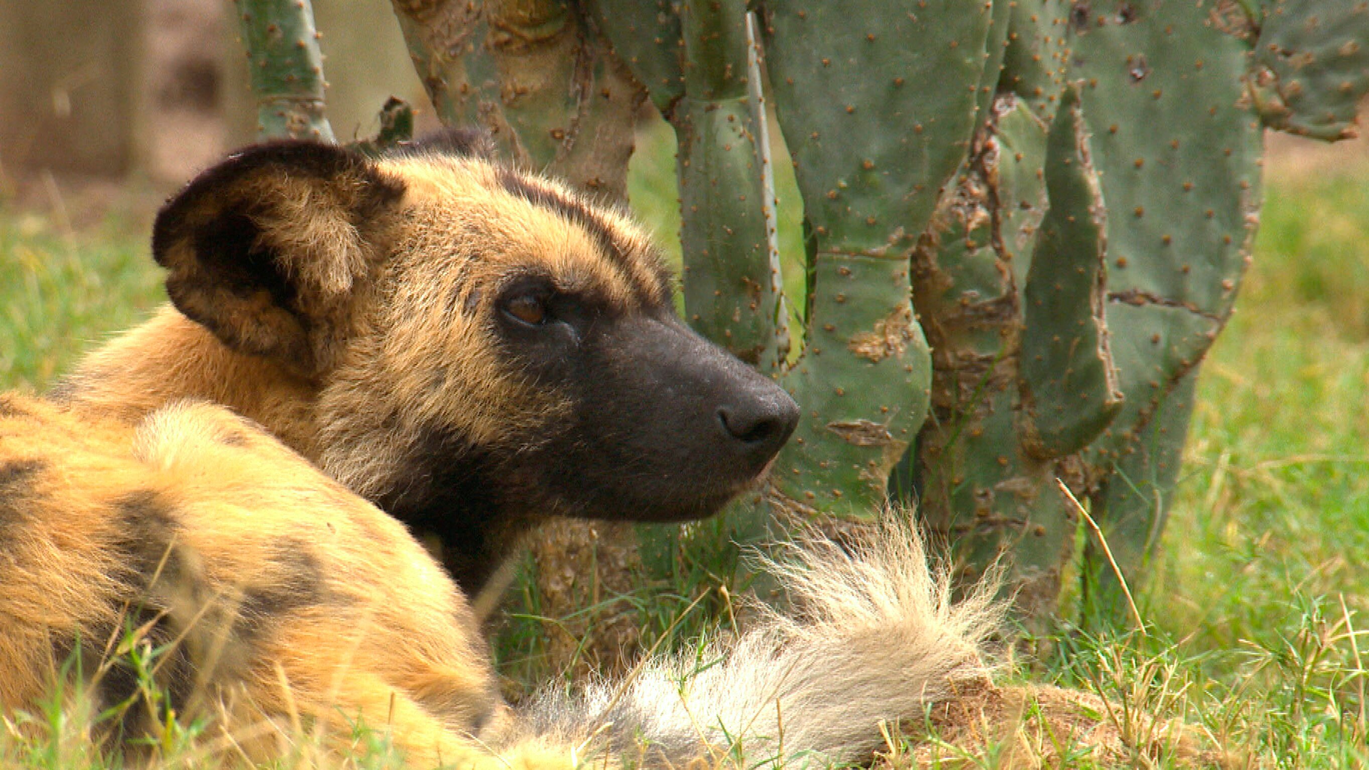 Das Waisenhaus für wilde Tiere