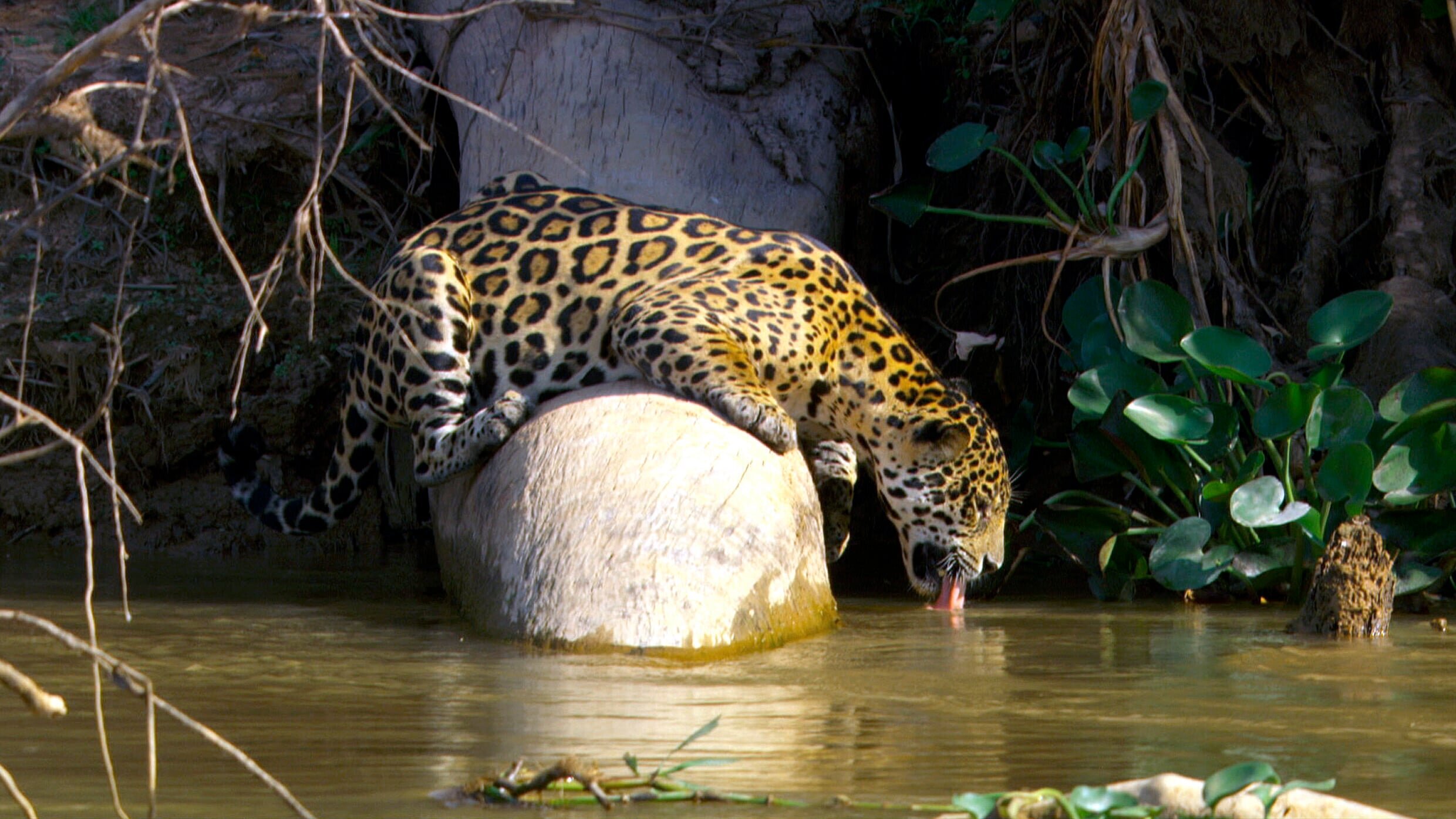 Der Jaguar – Unbekannter Dschungeljäger