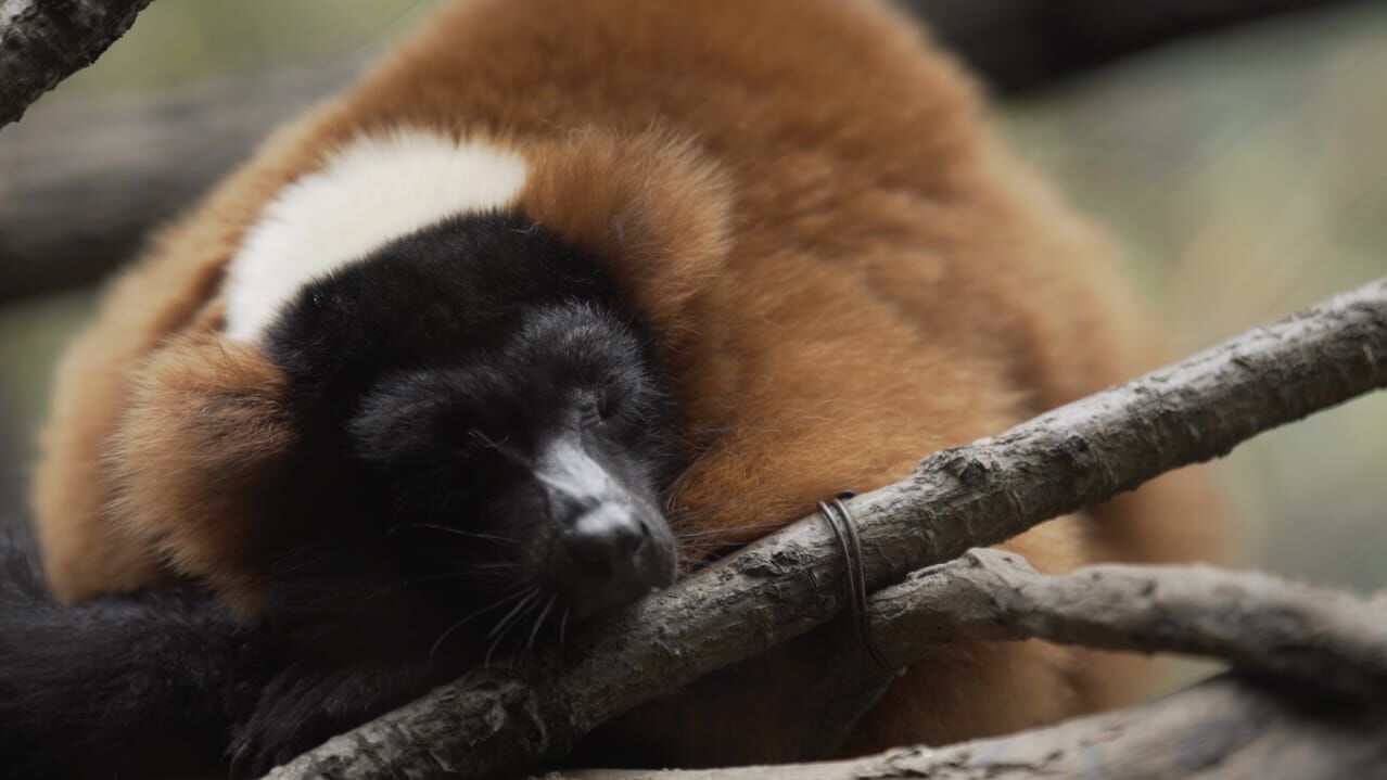 Bronx Zoo – Tierpark der Superlative