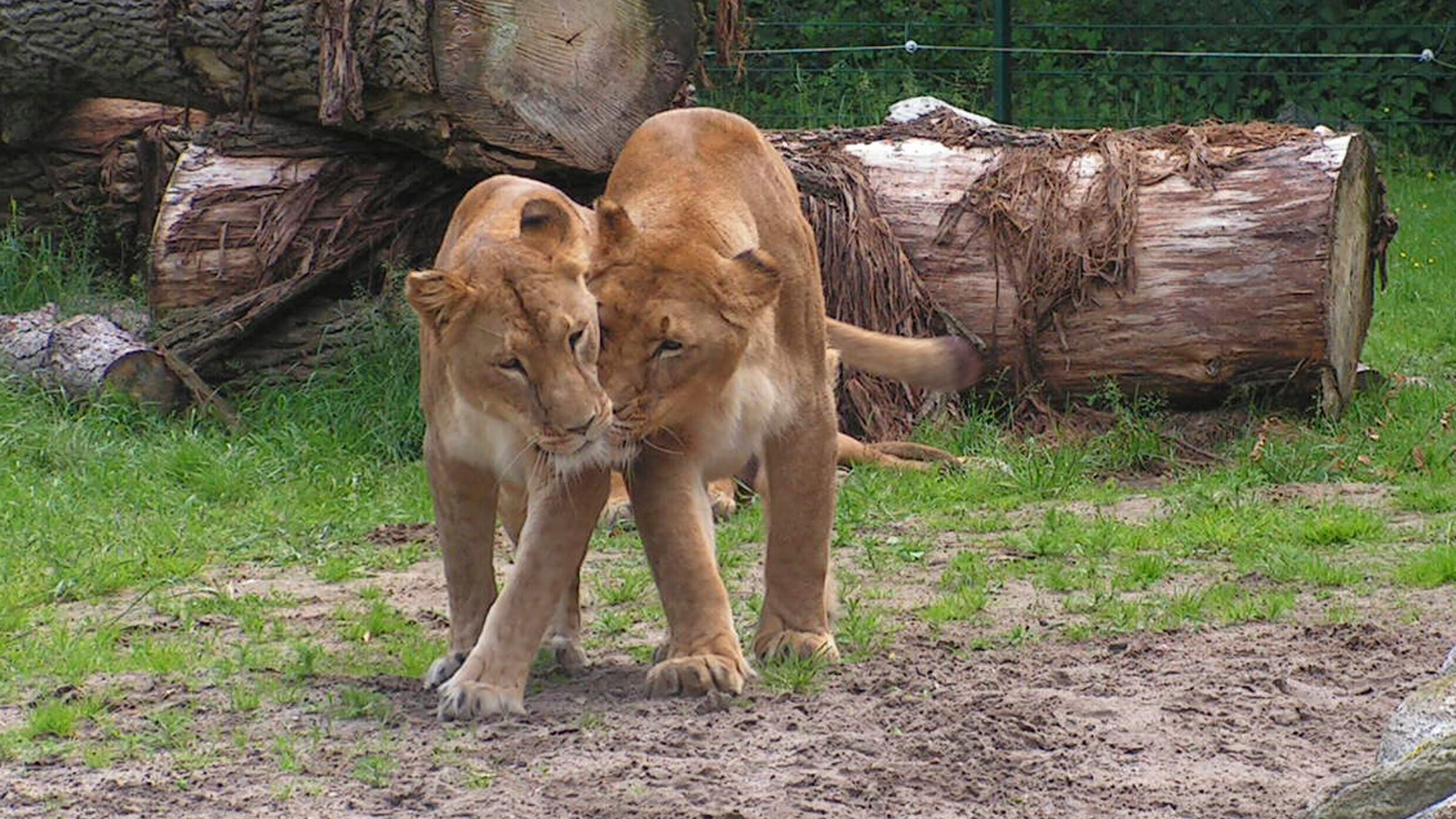 Seehund, Puma & Co.