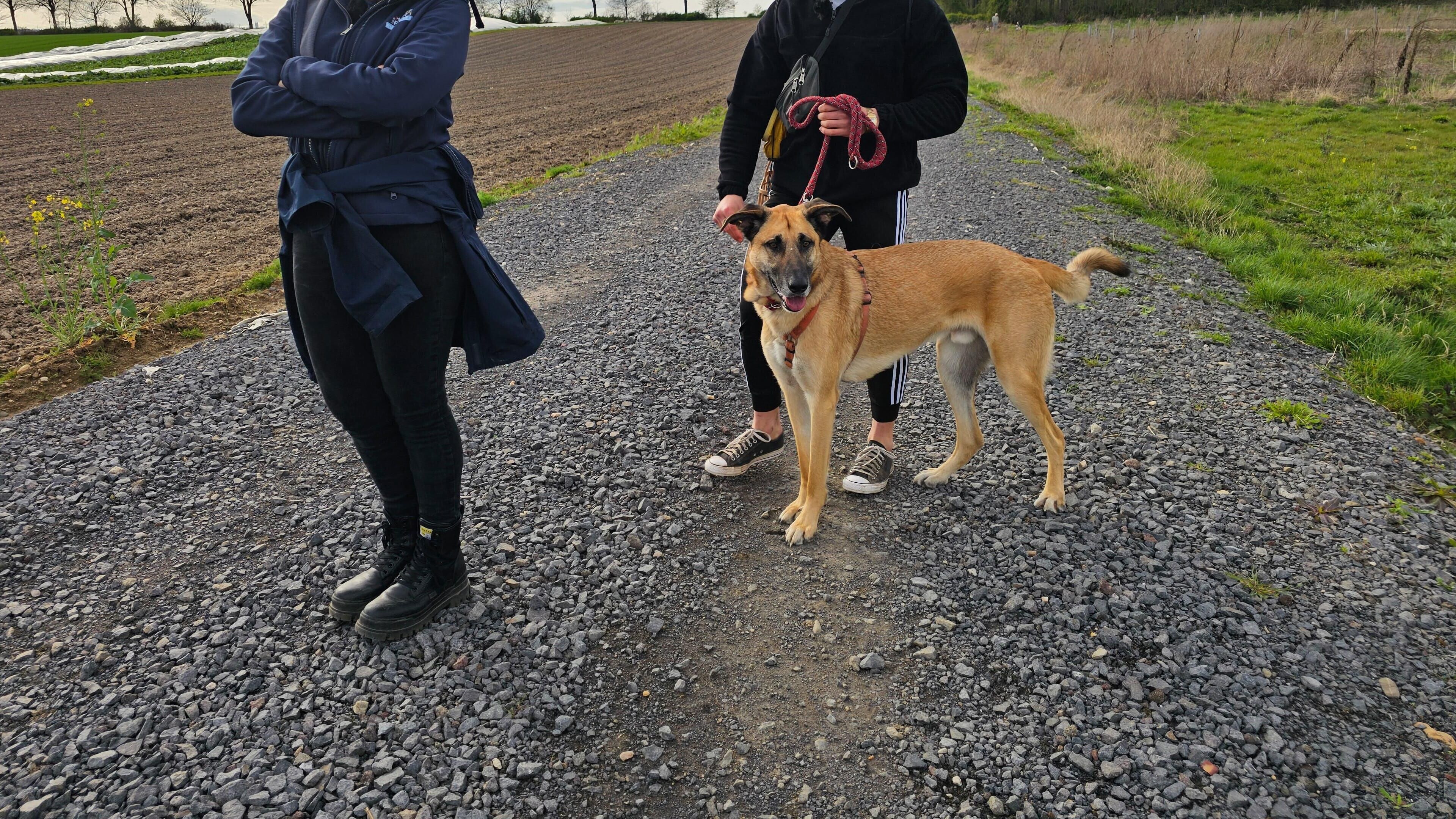 Der Hundeprofi – Rütters Team