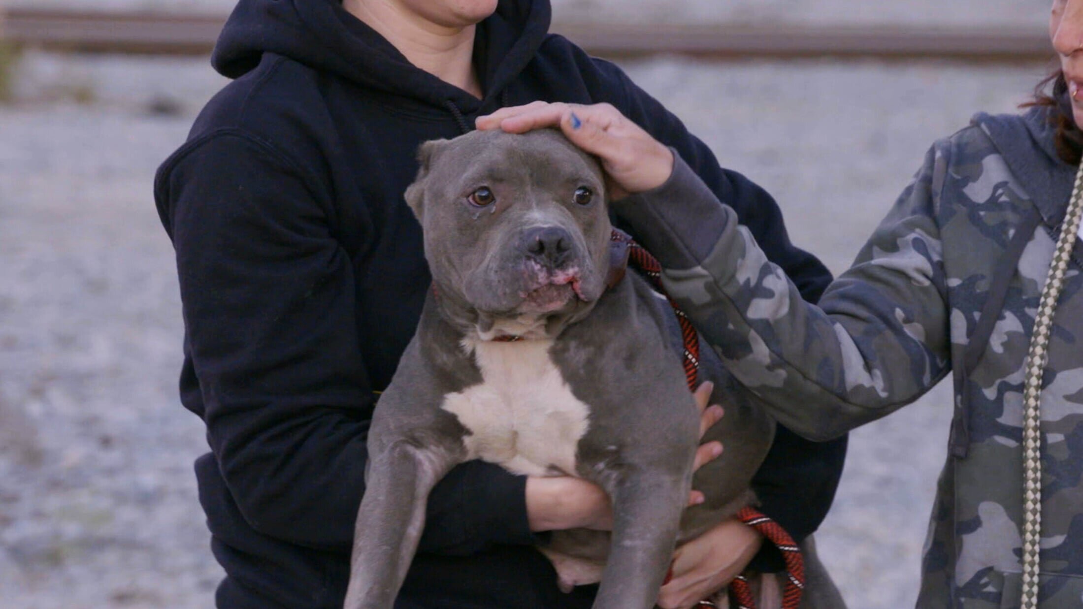 Pitbulls auf Bewährung