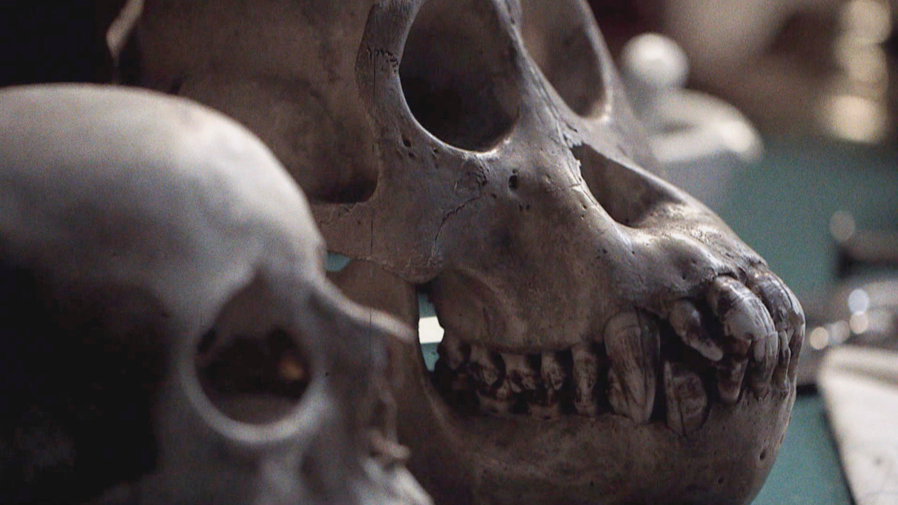 Geheimakte Geschichte – Ein Schädel für Darwin