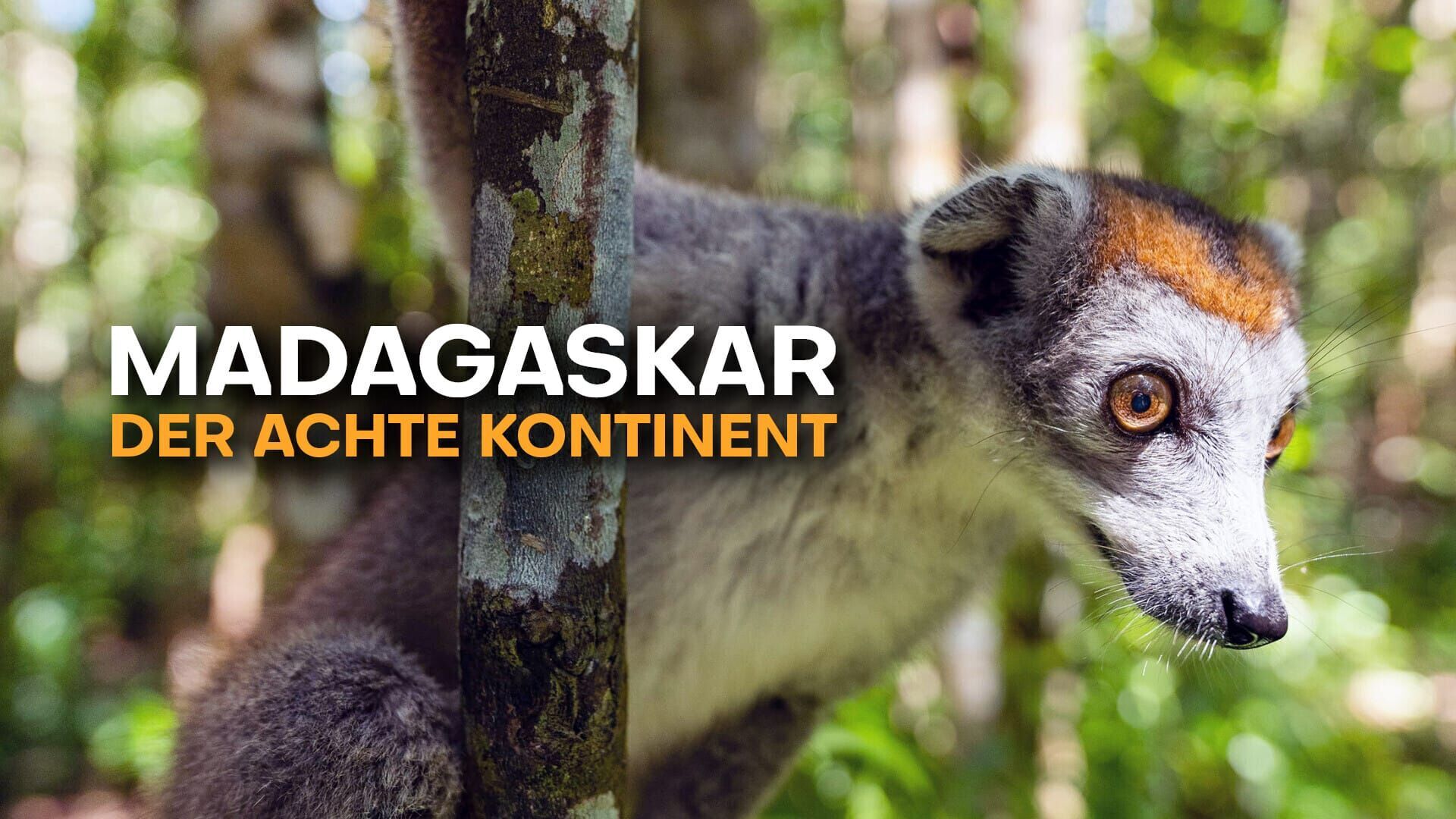 Madagaskar – Der achte Kontinent