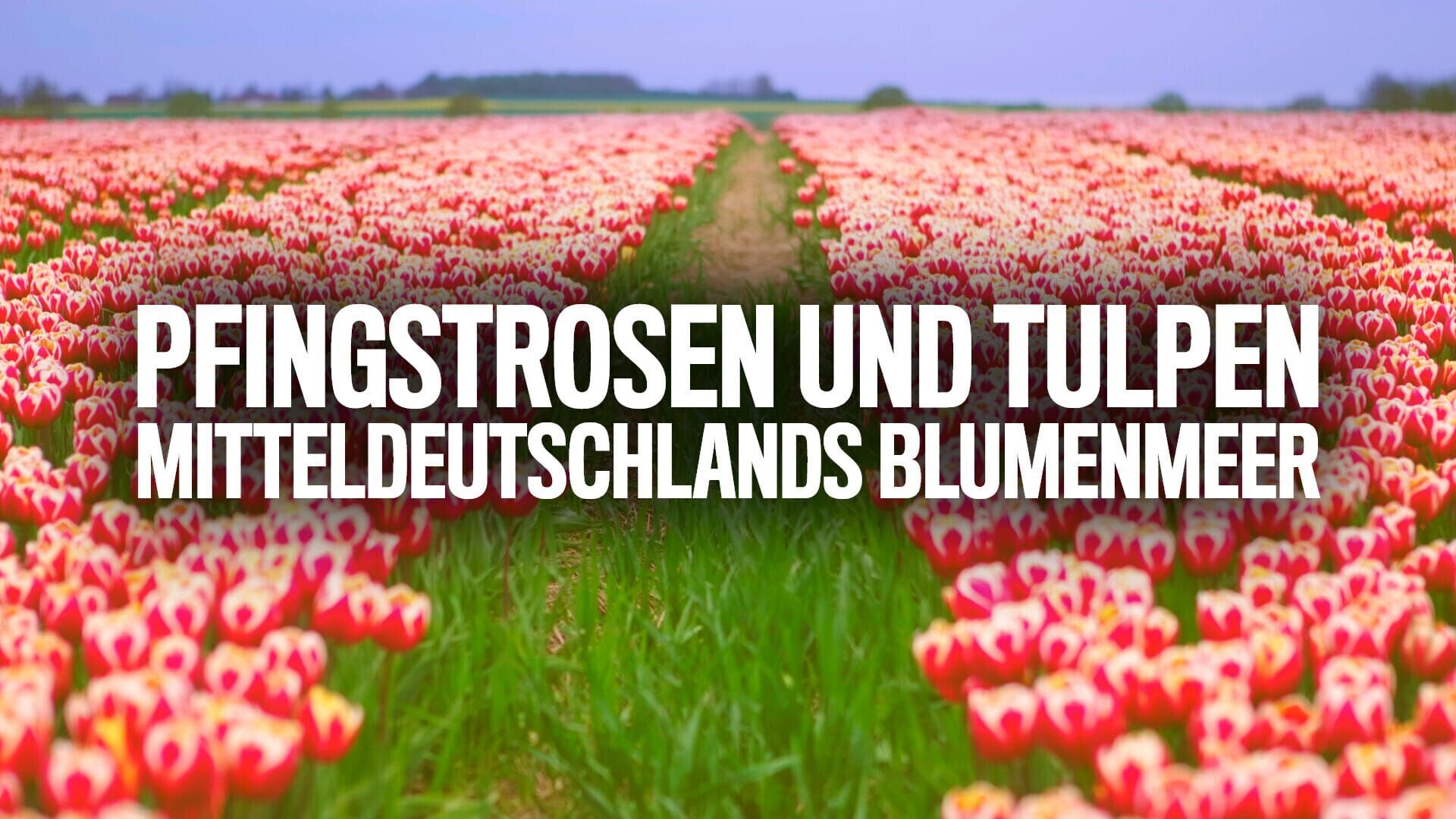 Pfingstrosen und Tulpen – Mitteldeutschlands Blumenmeer