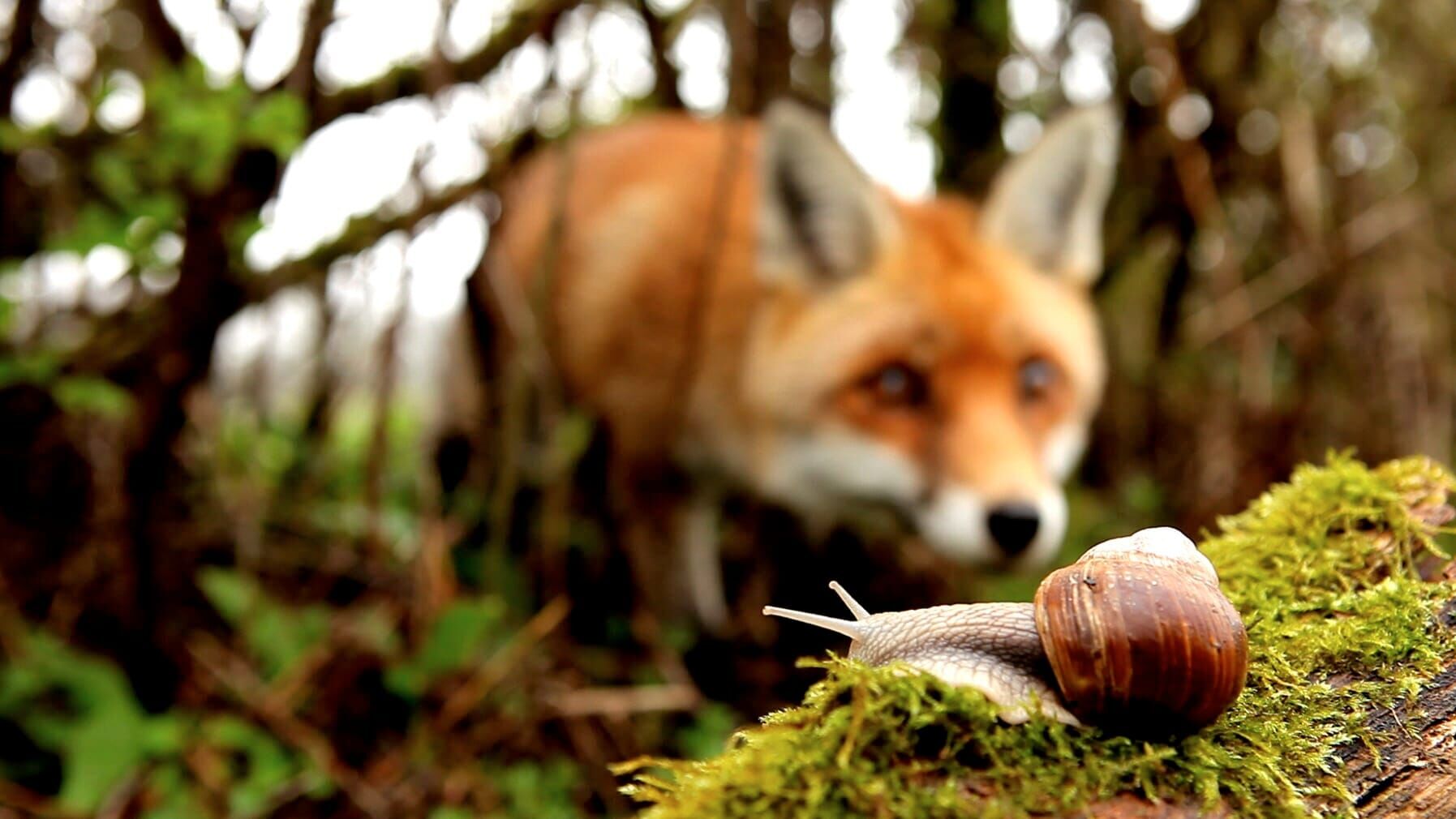 Frankreich – Wild und schön