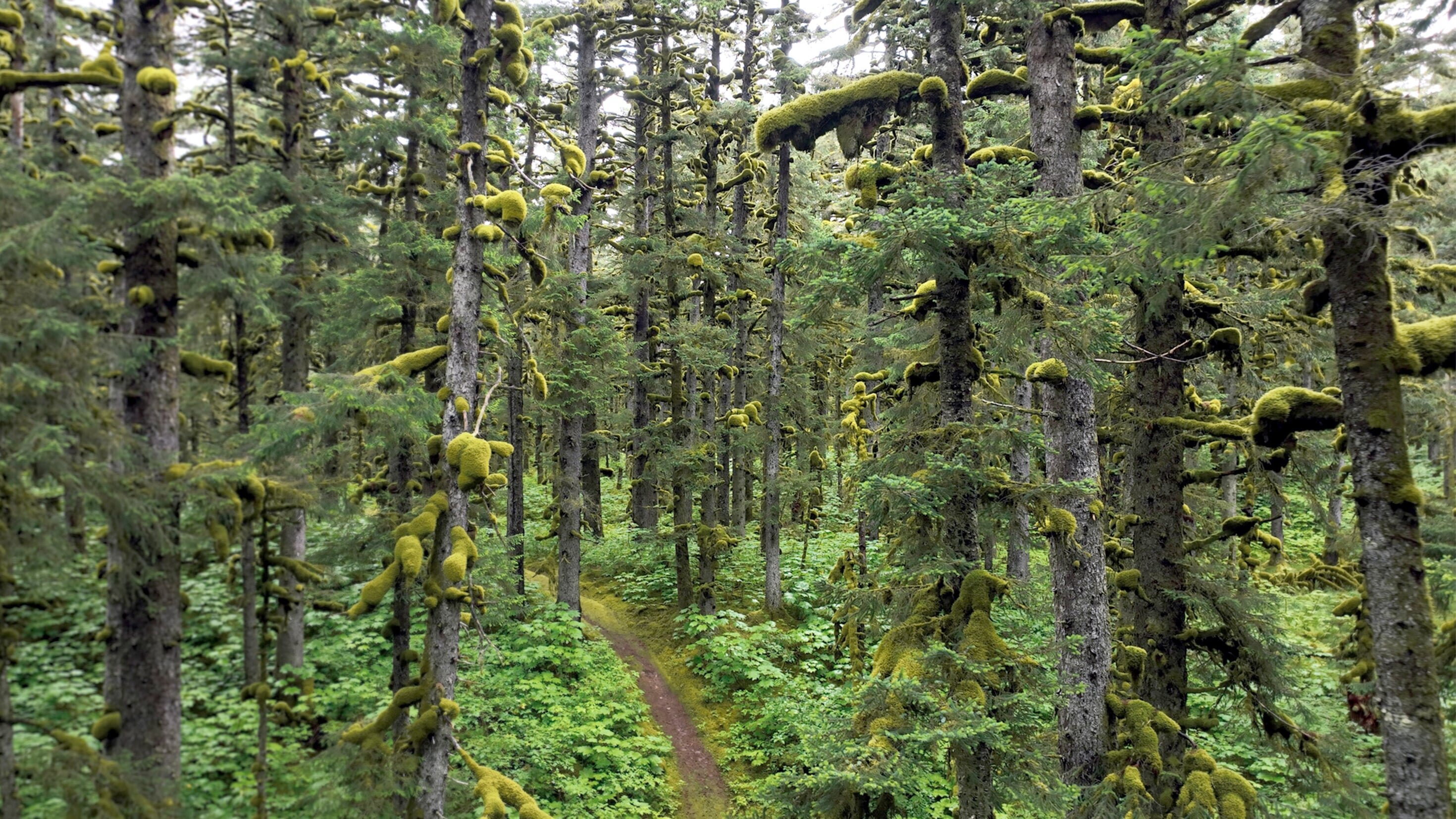 Alaskas legendäre Bären-Insel – Kodiak Island