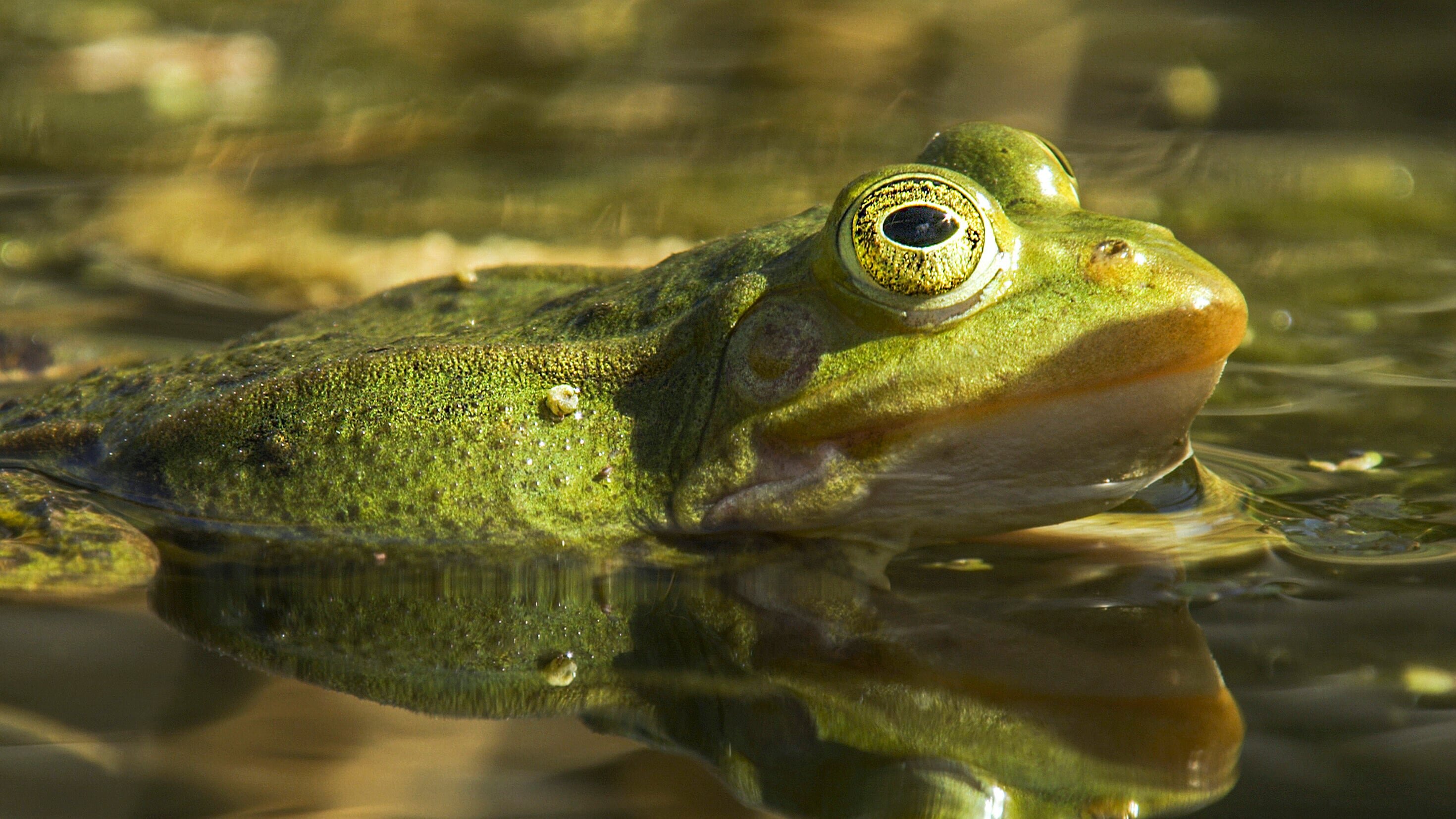 Wasserwildnis in Westfalen – Münsters Rieselfelder