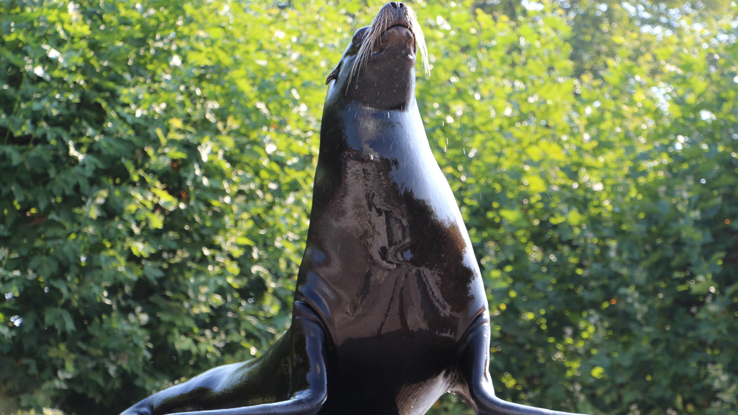 Eisbär, Affe & Co.