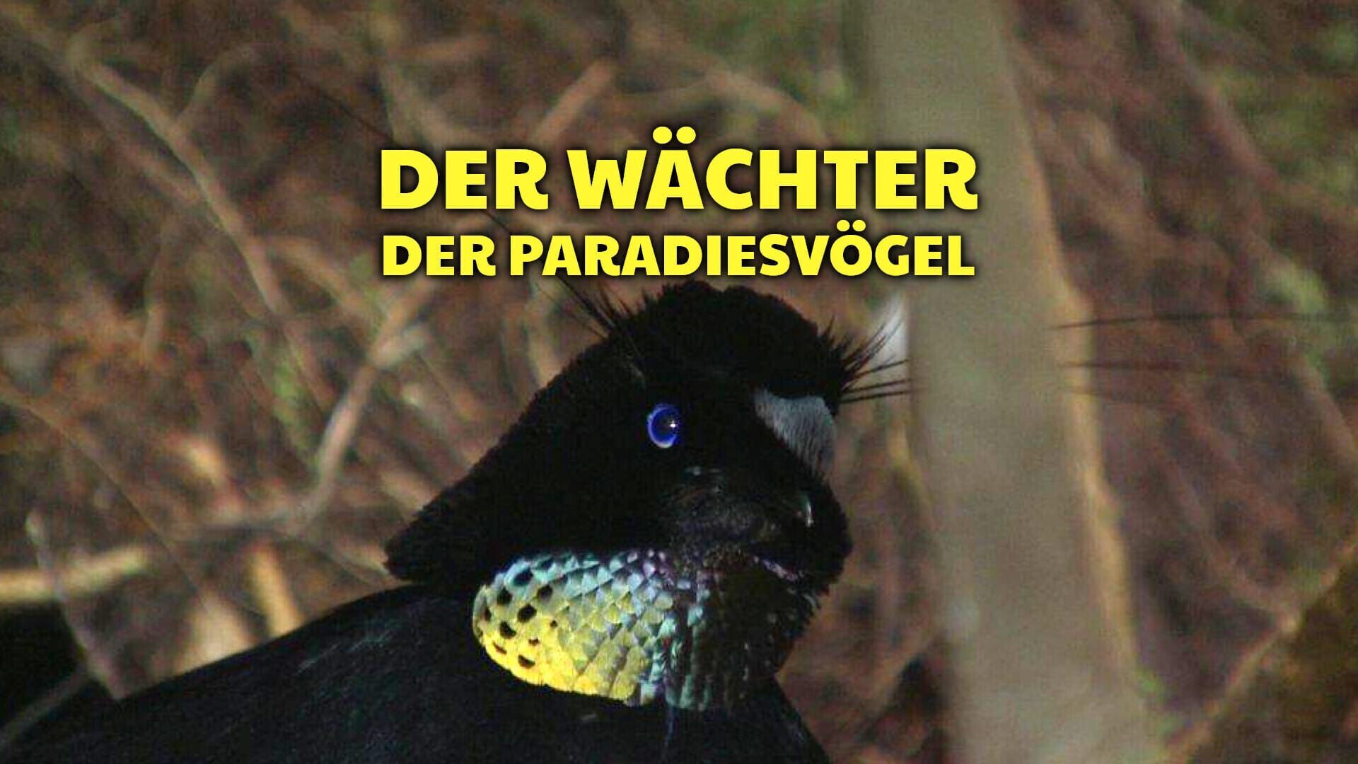Der Wächter der Paradiesvögel