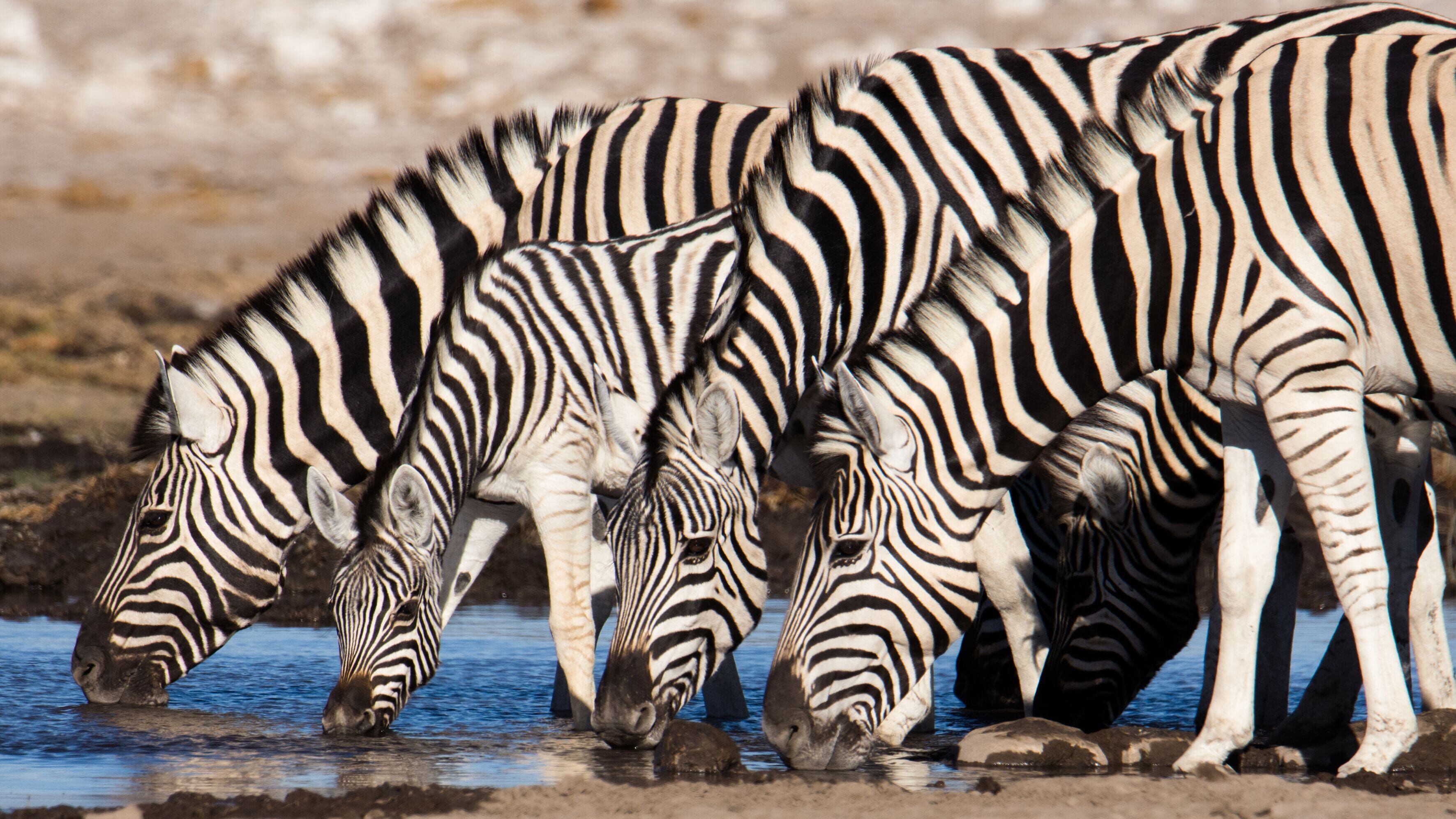 Wasserlöcher – Oasen für Afrikas Fauna