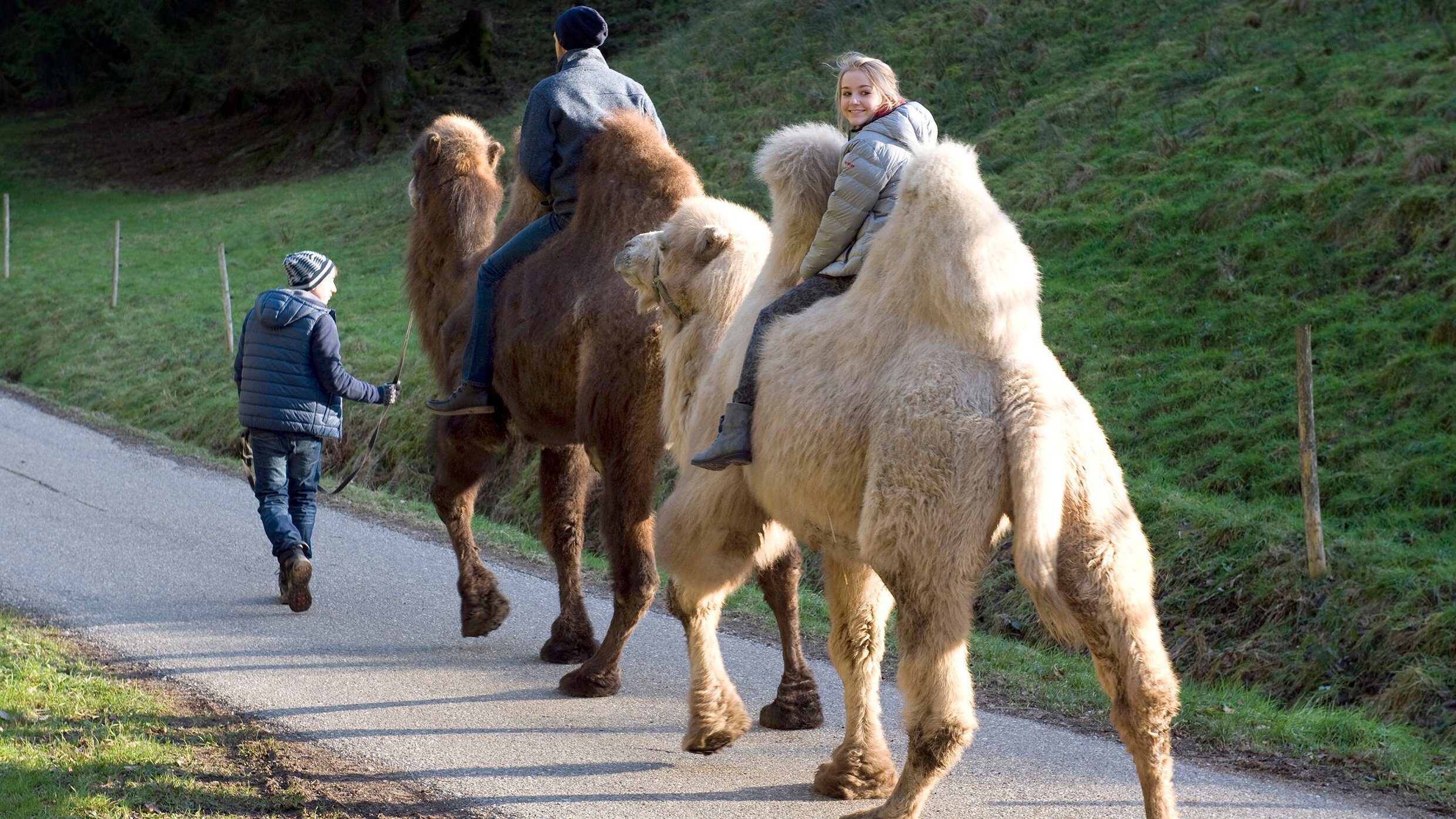 Tiere bis unters Dach