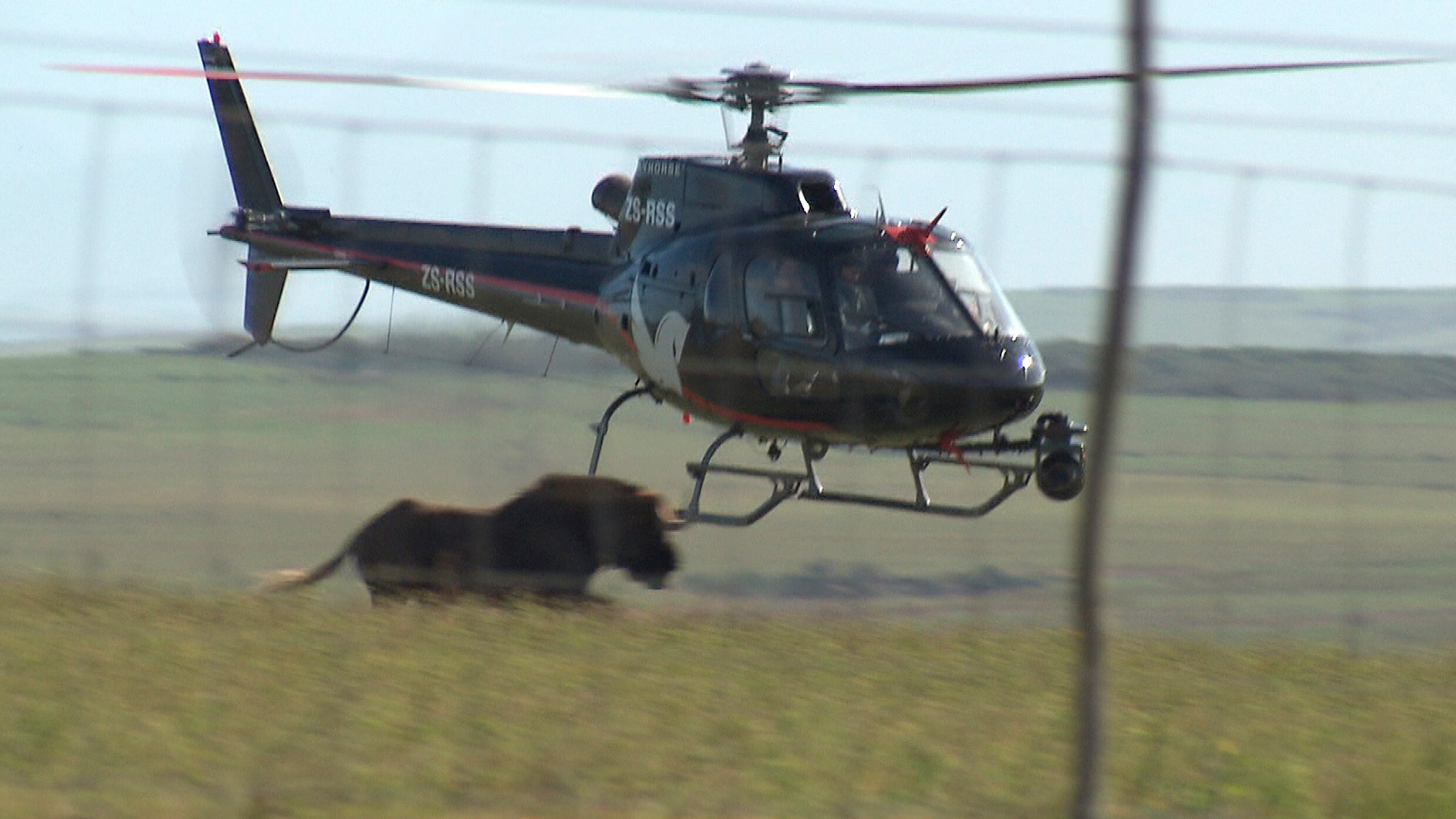 Am Kap der wilden Tiere