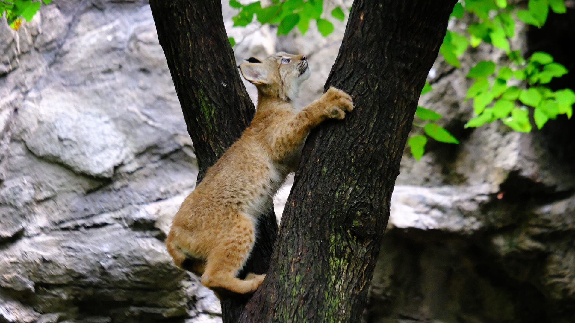Bronx Zoo – Tierpark der Superlative