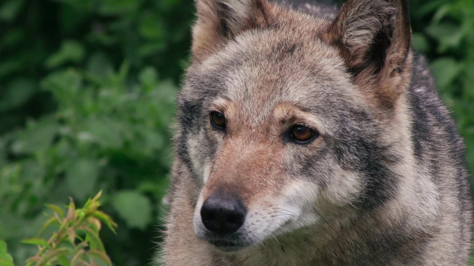 Dem Wolf auf der Spur – Schnüffeln für den Artenschutz