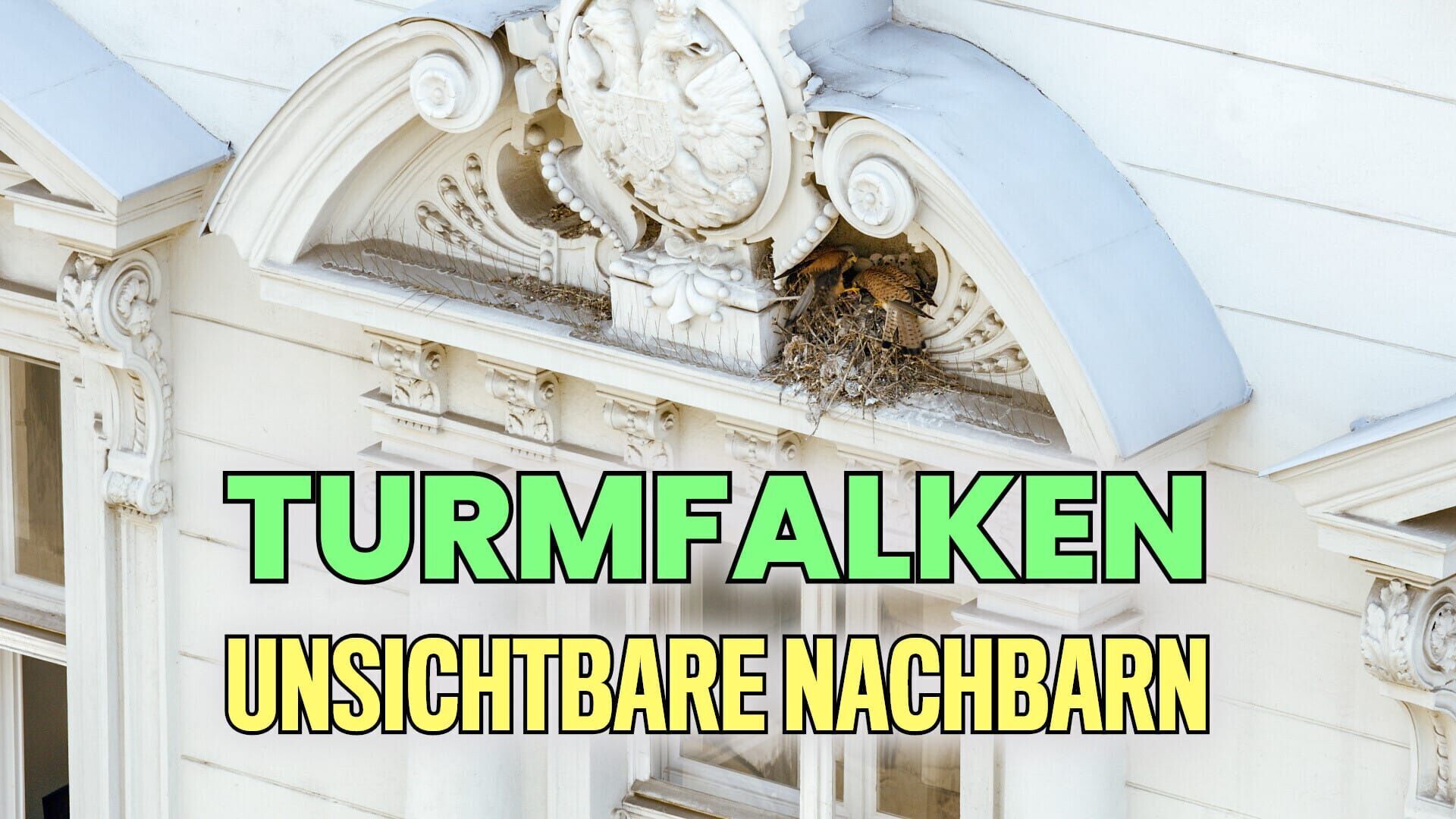 Turmfalken – Unsichtbare Nachbarn