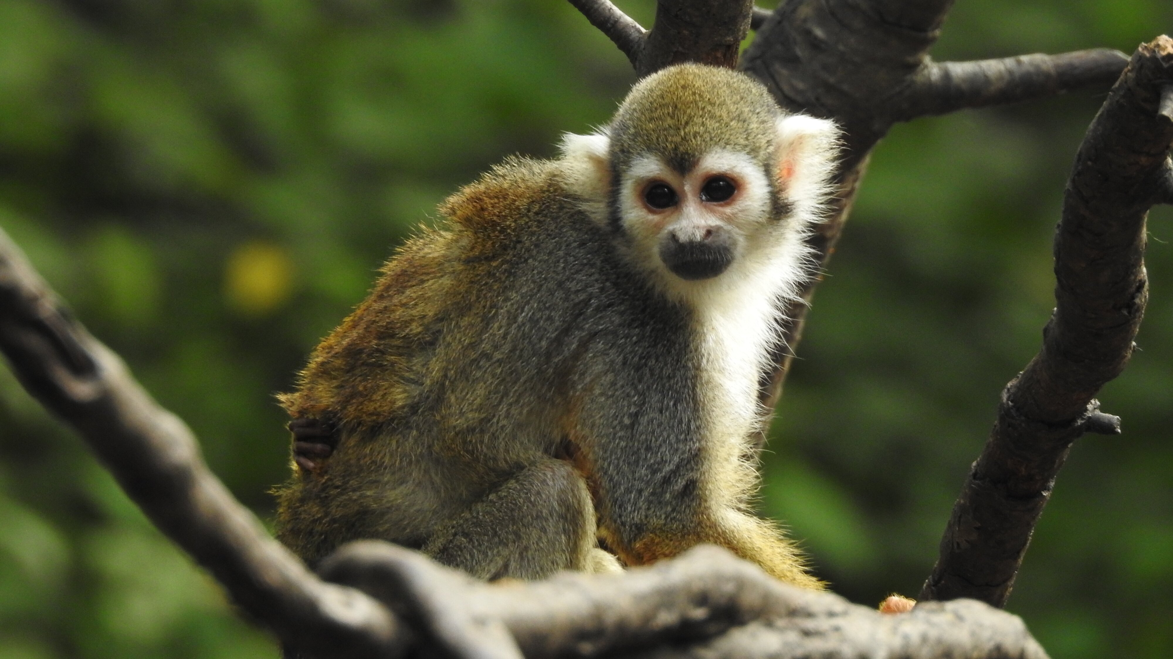 Bronx Zoo – Tierpark der Superlative