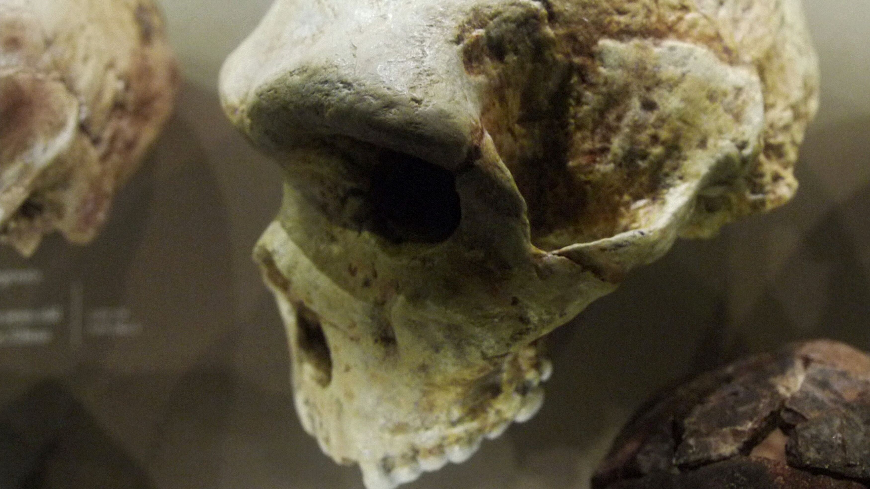 Ancient Aliens – Neue Erkenntnisse: Evolution des Menschen