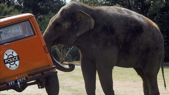 Ace Ventura – Jetzt wird's wild