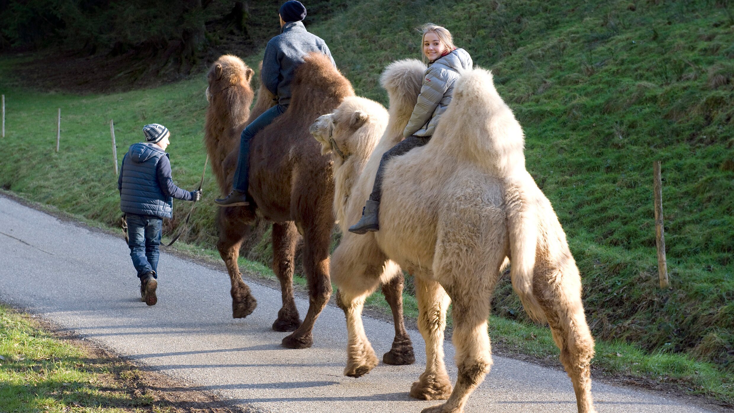 Tiere bis unters Dach