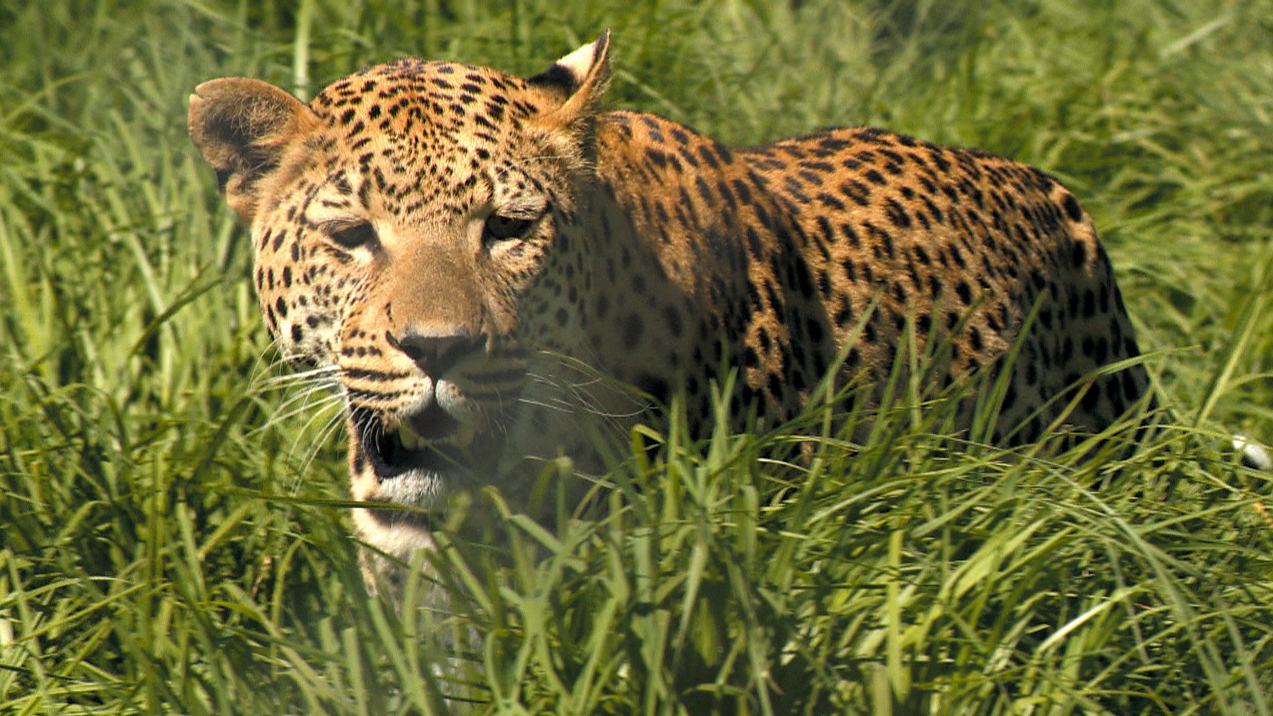 Das Waisenhaus für wilde Tiere – Abenteuer Afrika