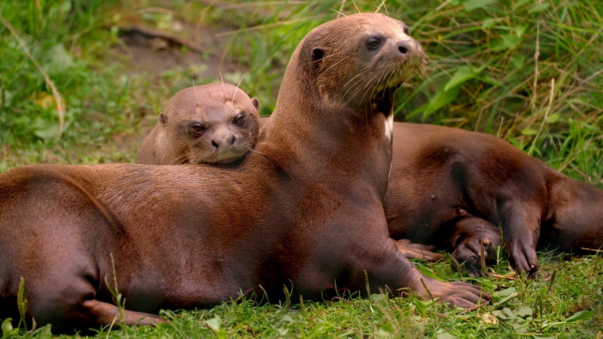 Zoo und so – Tierisch wild!